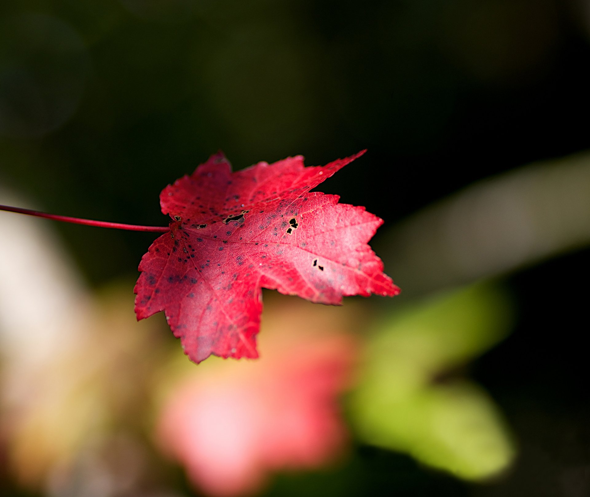 feuille érable rouge automne fond flou