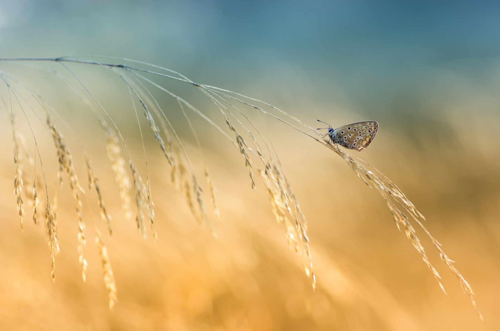 brin d herbe épillets papillon fond