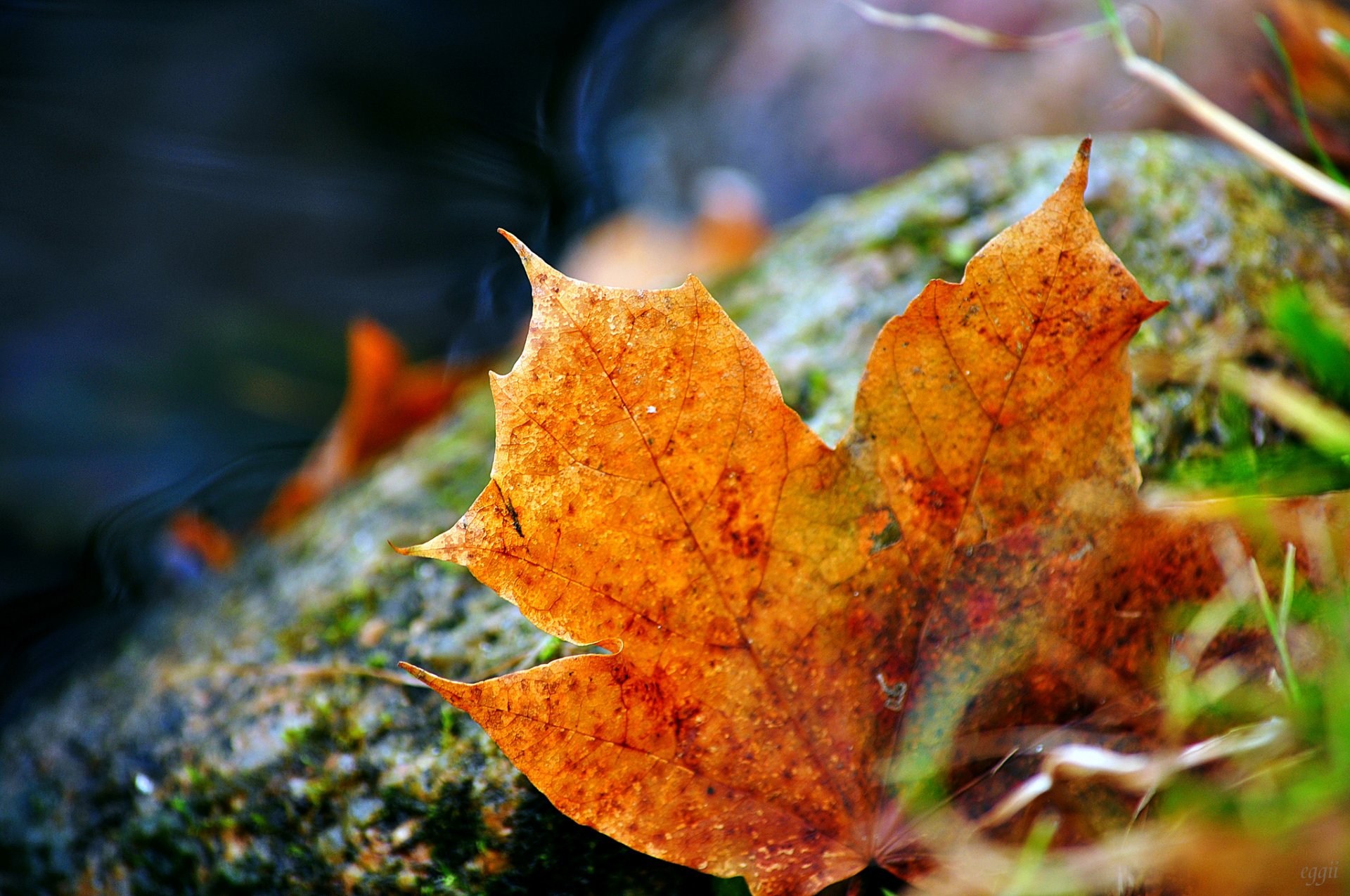 herbe feuille automne tombé