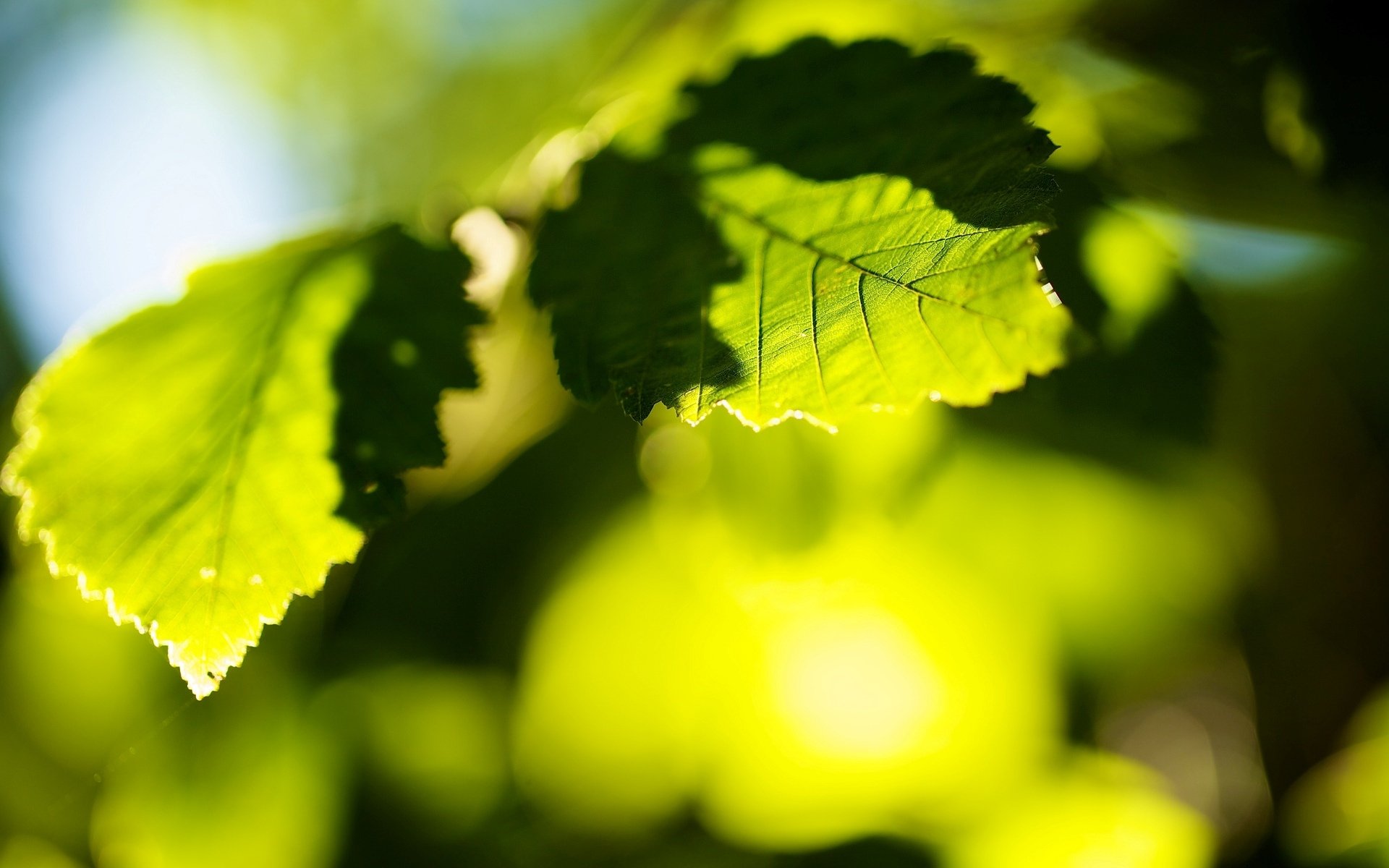 makro blatt blatt blätter grün sonne bokeh unschärfe baum bäume makro hintergrund tapete widescreen vollbild widescreen widescreen