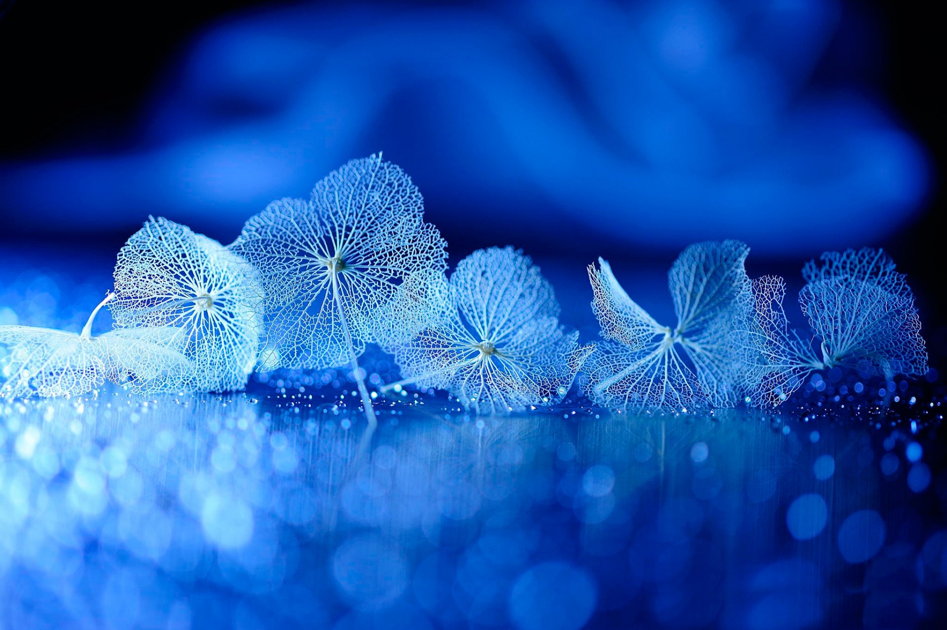 leaves streaks reflection background