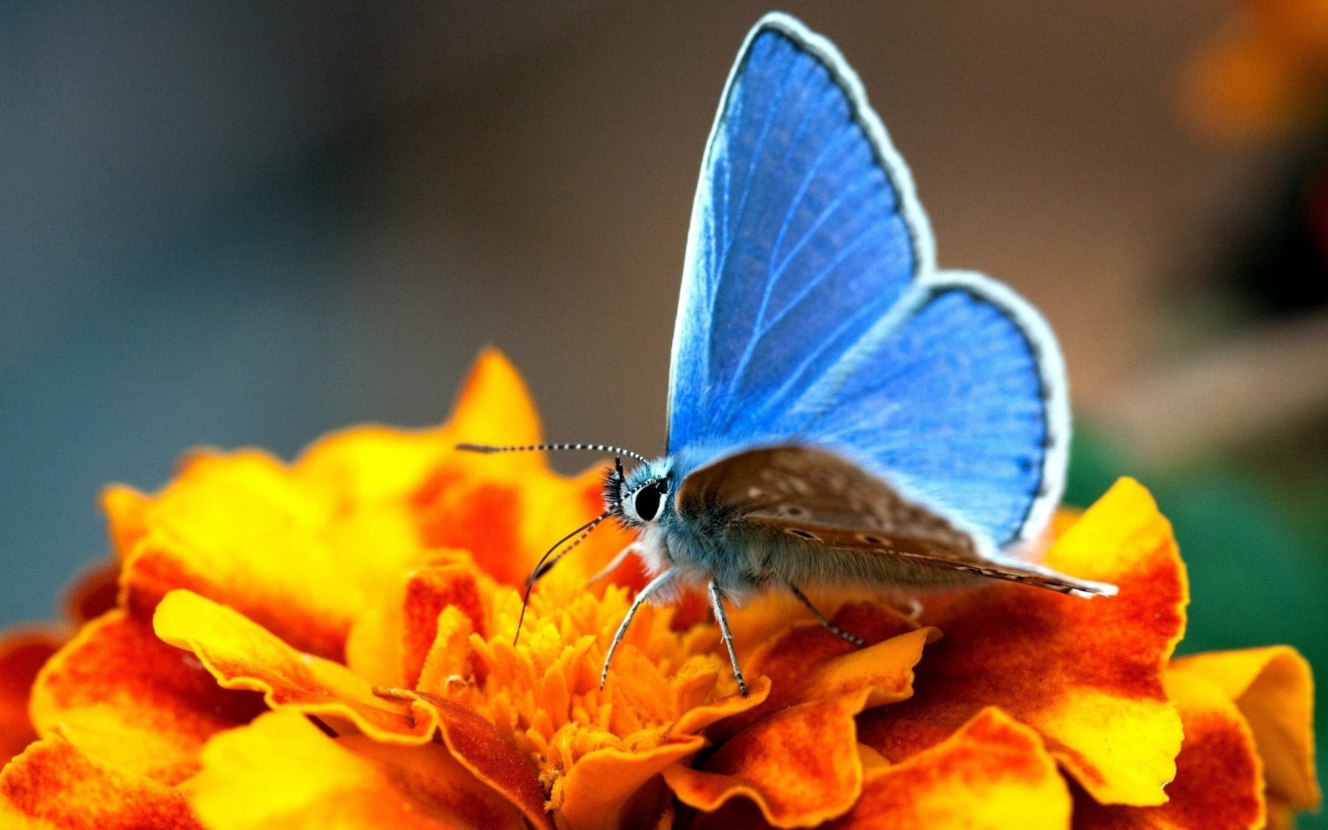 fiore giallo farfalla ali blu