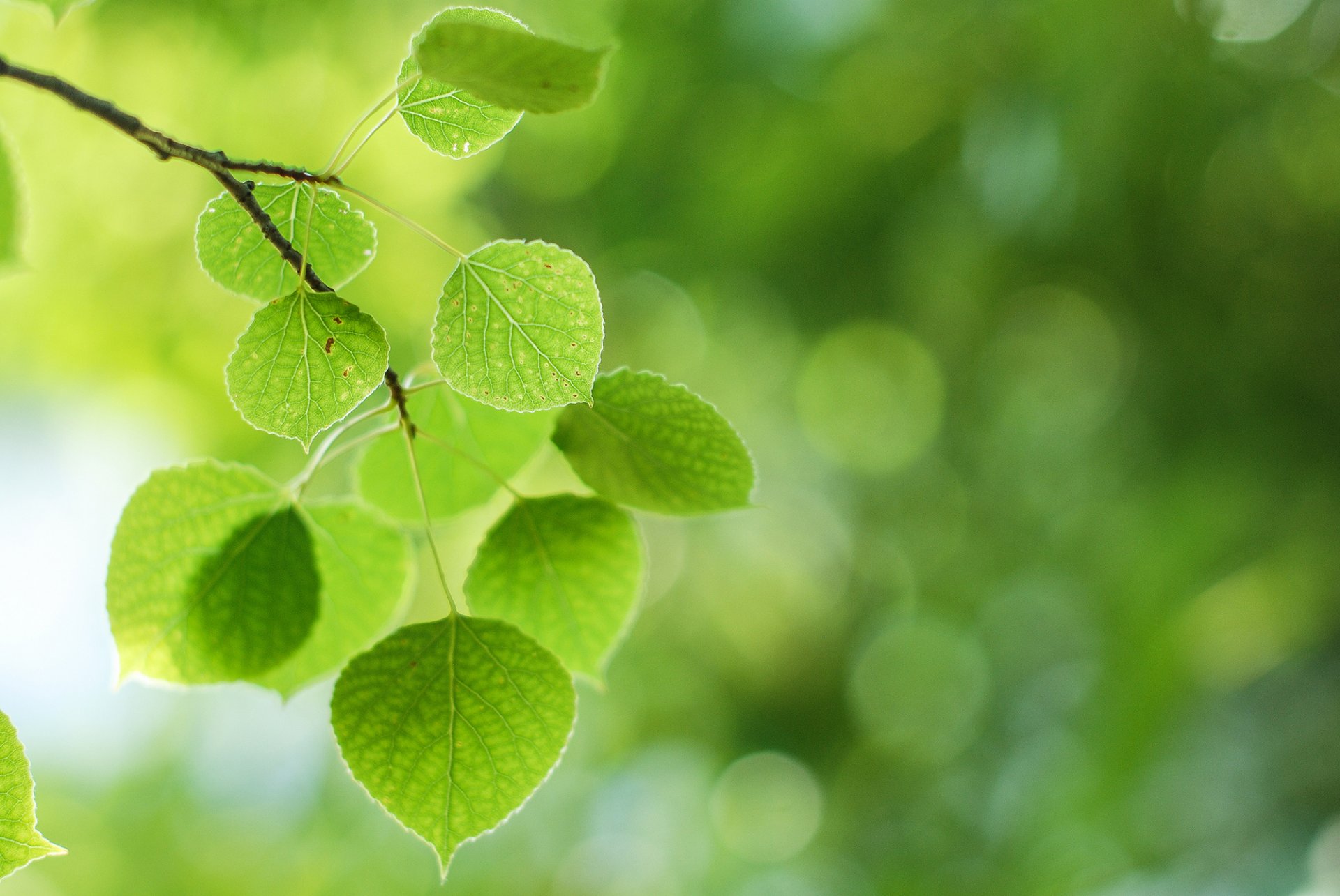 leaves leaves green branch macro background nature greenery bokeh