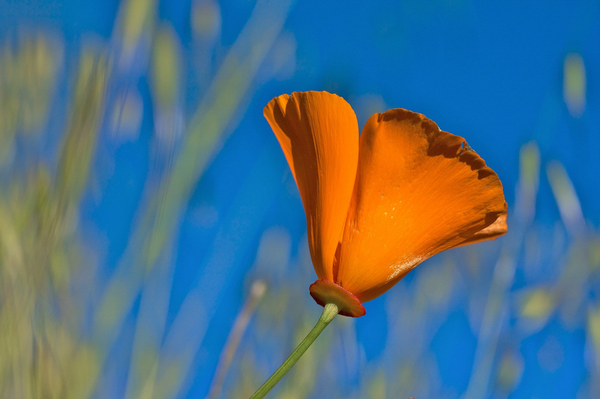 orange fleur pétales