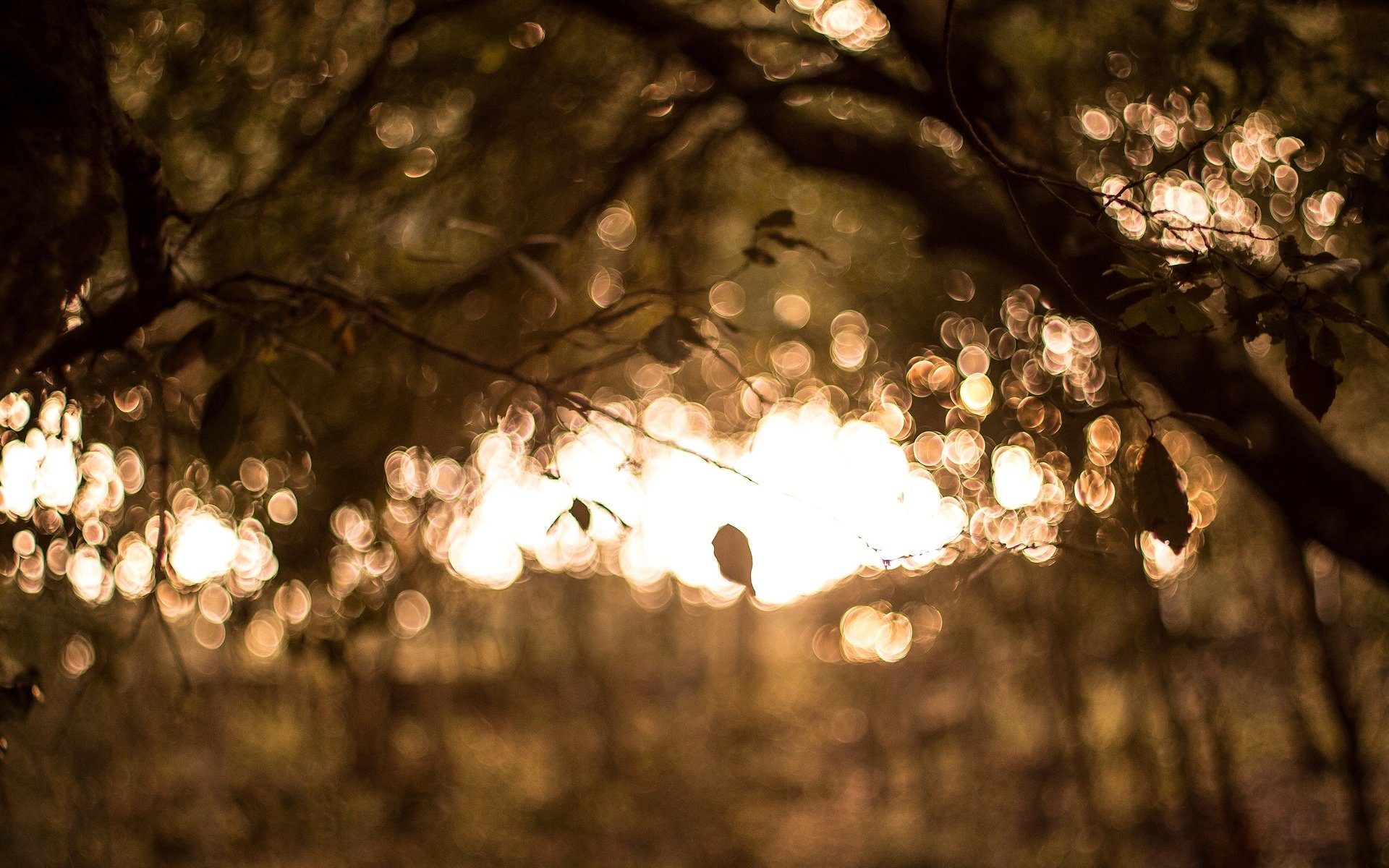 macro bokeh tree leaves blur blur macro background wallpaper widescreen fullscreen widescreen widescreen