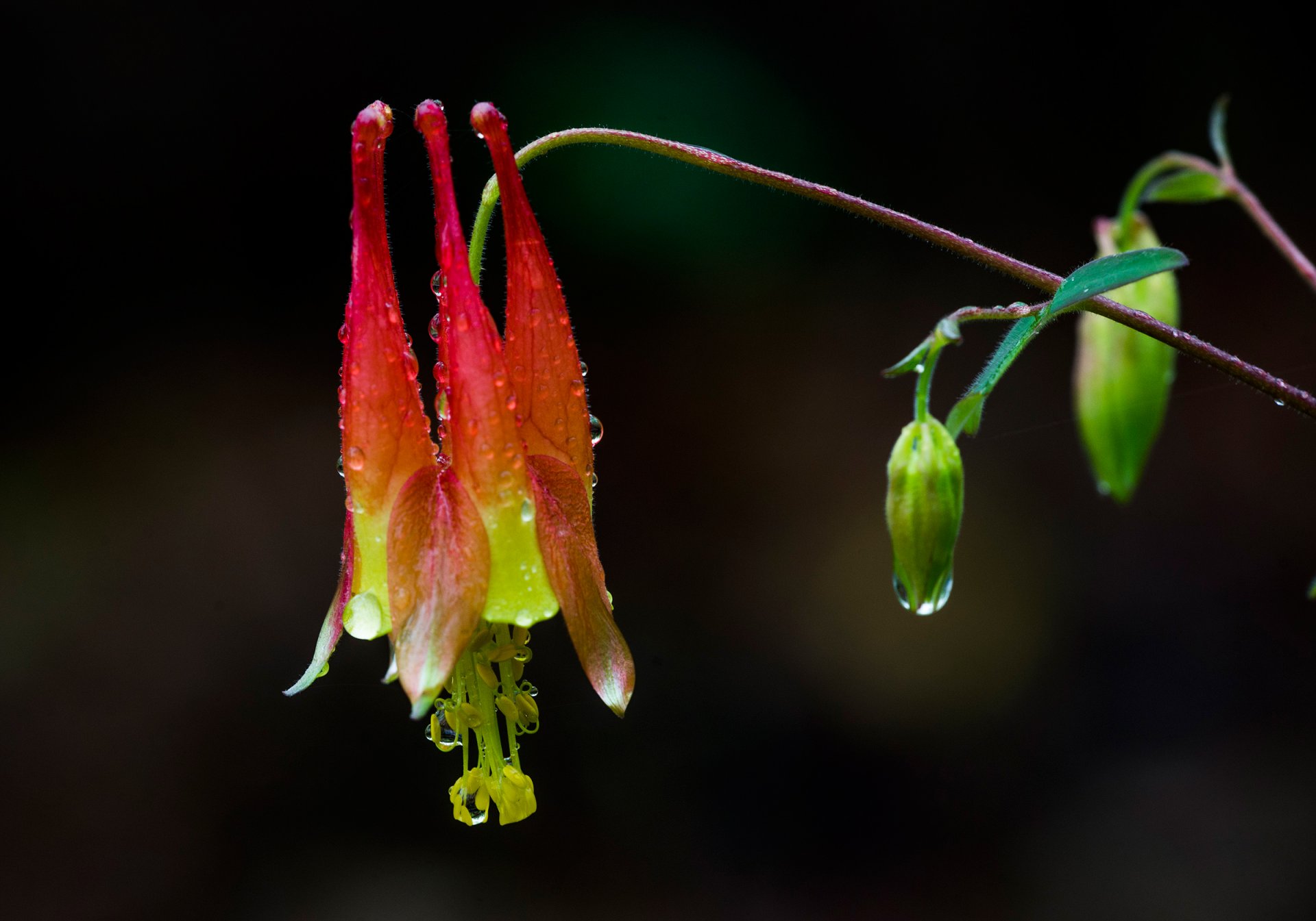 plante fleur gouttes