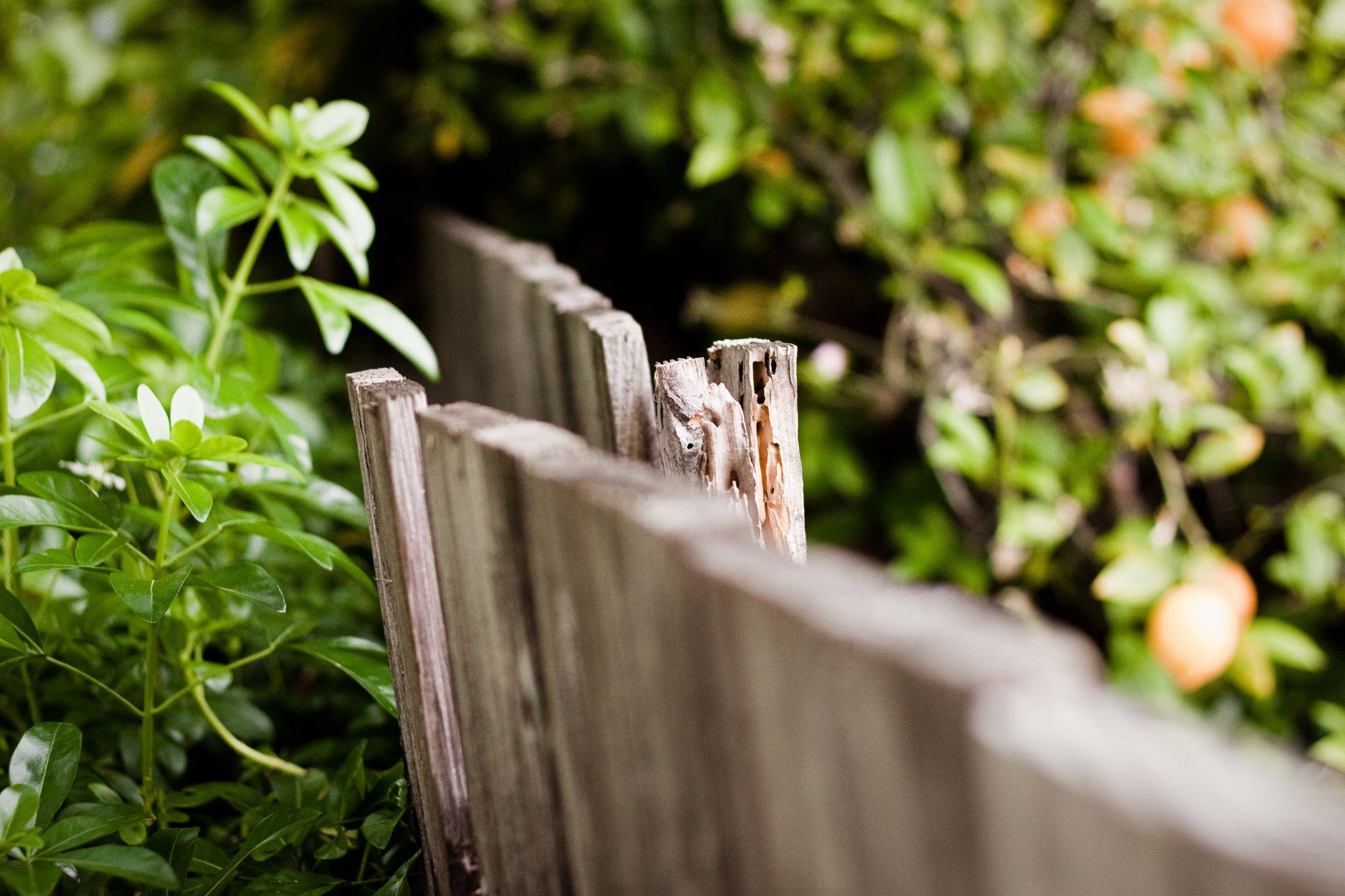 macro fence fencing wooden leaves leaves background macro wallpaper widescreen fullscreen widescreen widescreen