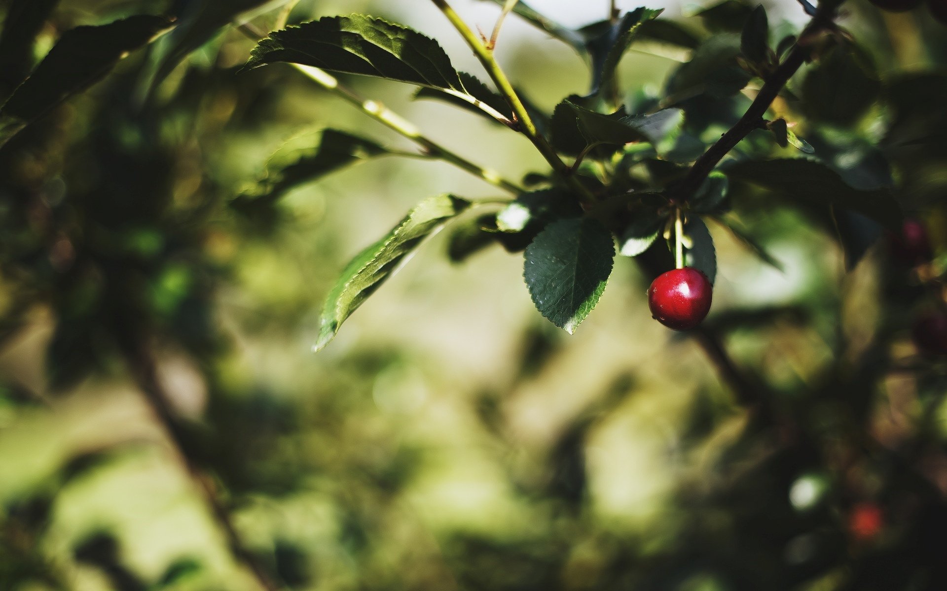 macro albero alberi foglie foglioline foglia verde lascia ciliegia rosso sfocatura sfondo carta da parati widescreen schermo intero widescreen widescreen