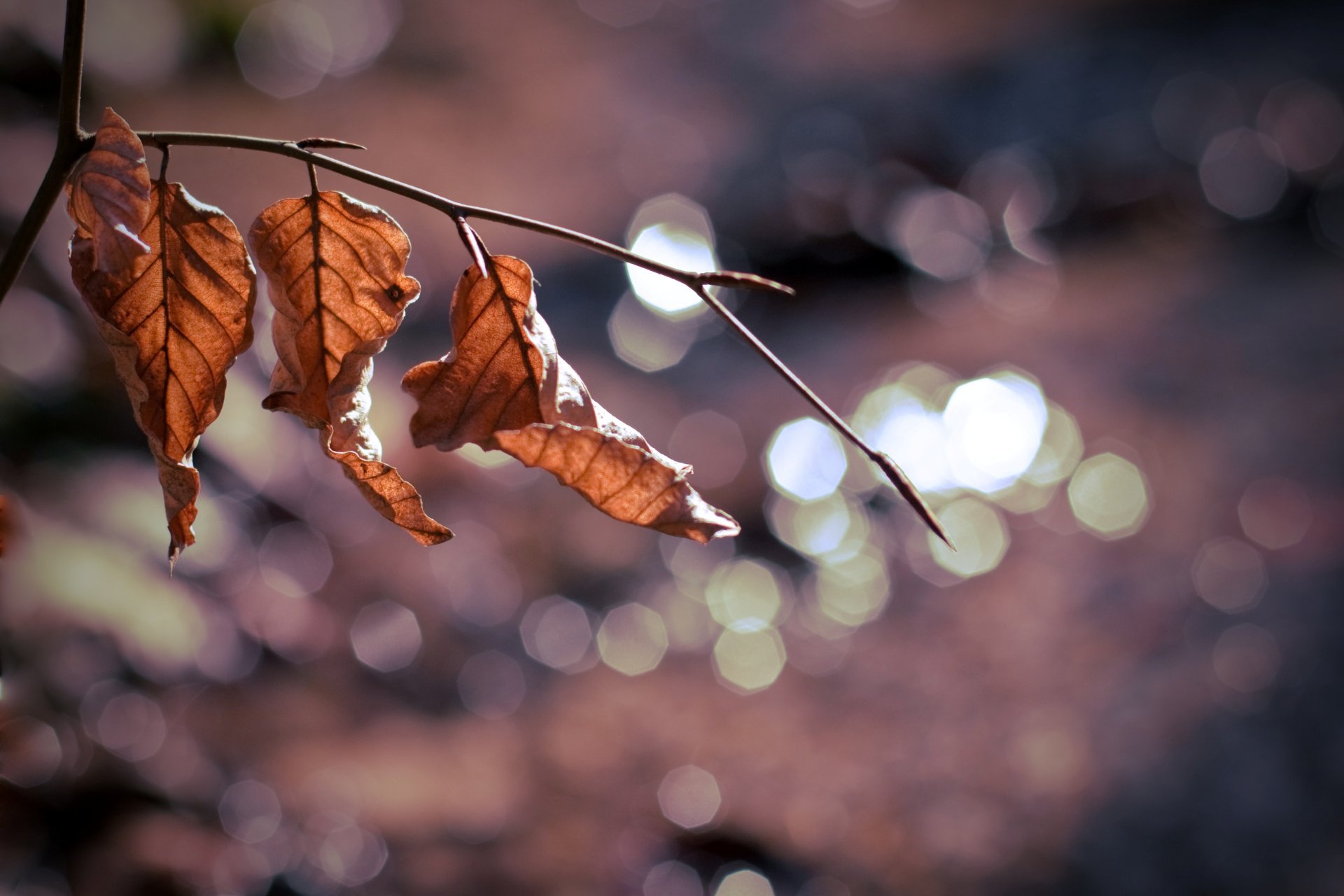 macro foglie foglioline foglioline ramo albero macro lasciare sfocatura bokeh sfondo carta da parati widescreen schermo intero widescreen widescreen