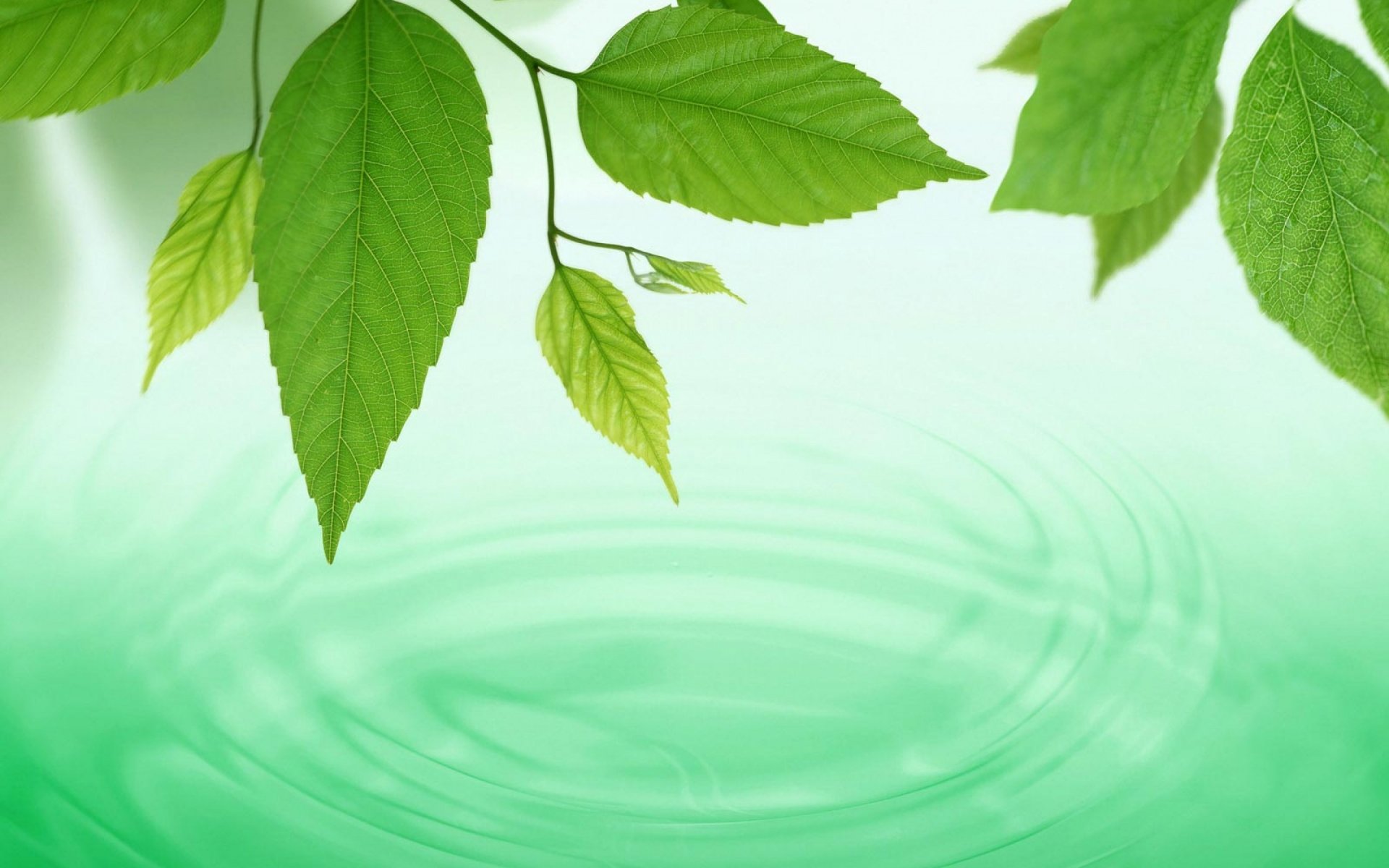 feuilles cercles eau macro vagues vert printemps fond papier peint écran large plein écran écran large écran large