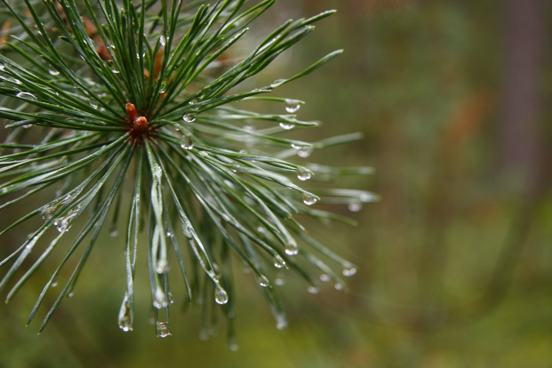 macro pino mattina foresta dopo la pioggia pianta