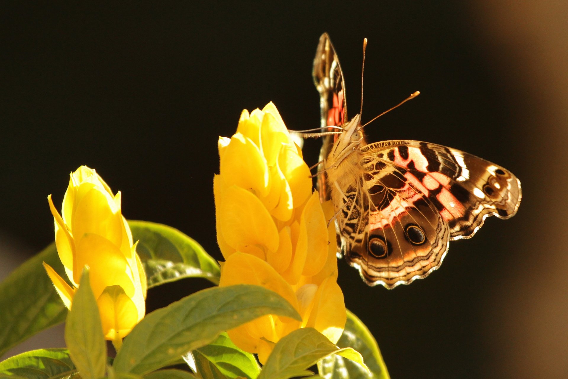 blumen gelb blätter schmetterling hintergrund