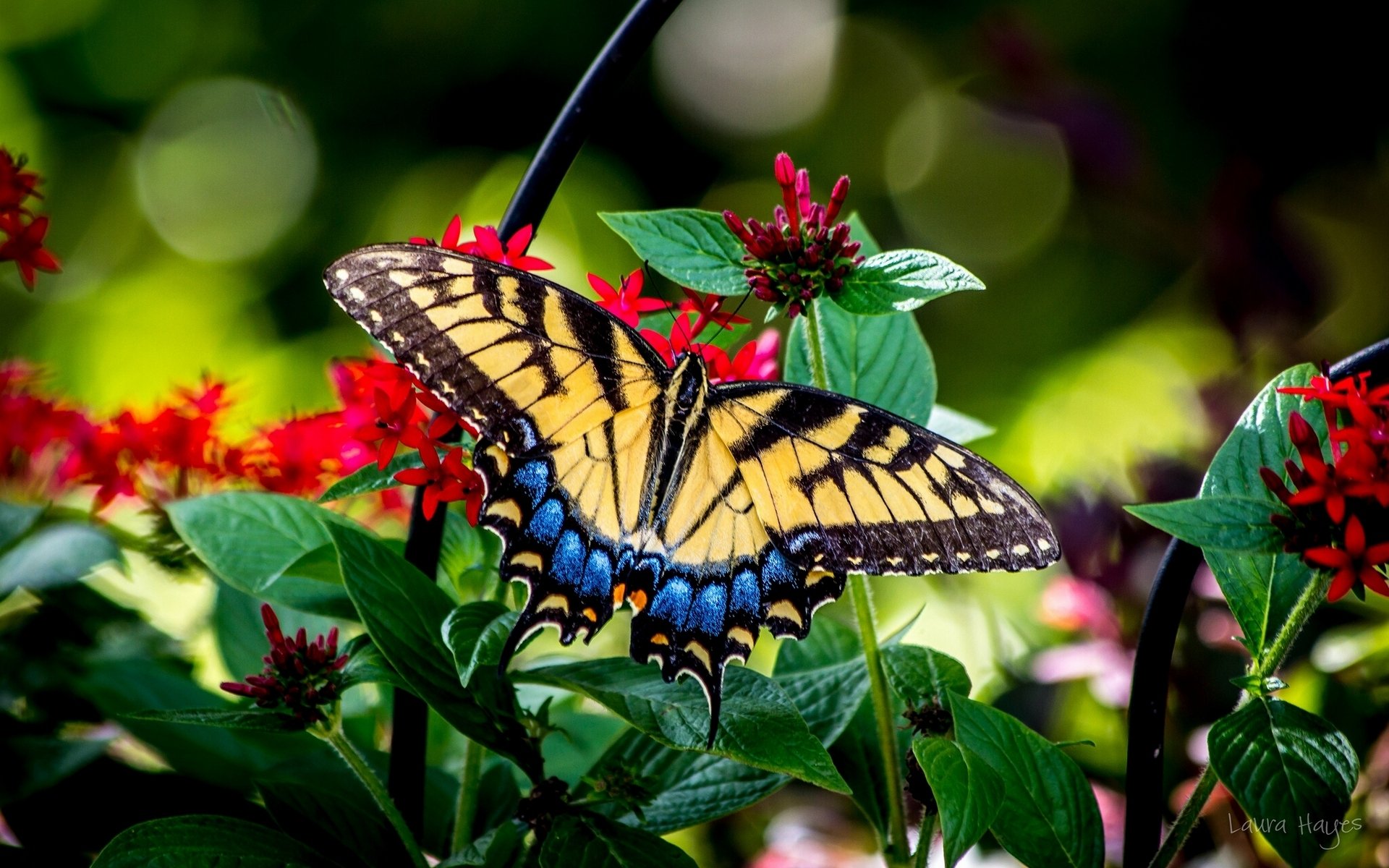 papillon voilier fleurs gros plan