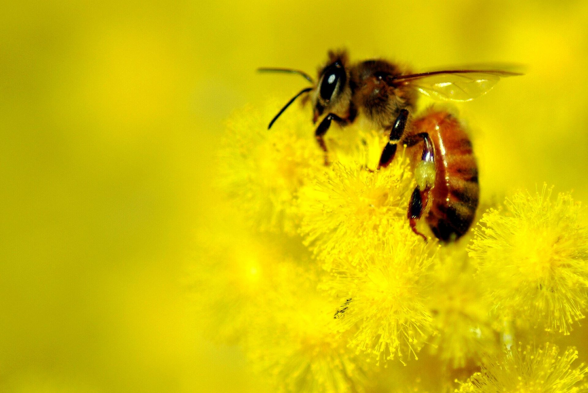 flower yellow bee blur background