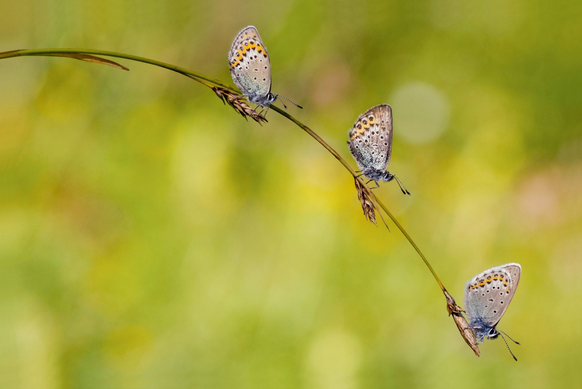 brizna de hierba espiguillas mariposas trío fondo claro