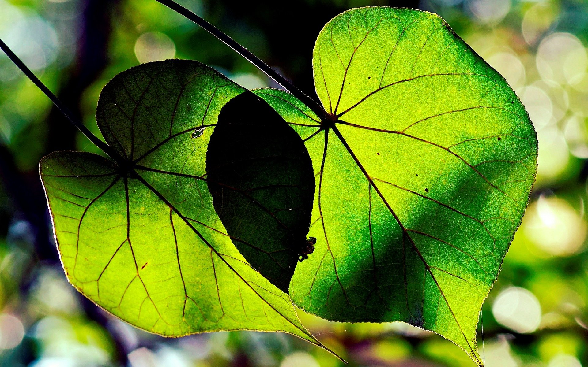 macro leaves leaves green shape trees leave background wallpaper widescreen fullscreen widescreen widescreen