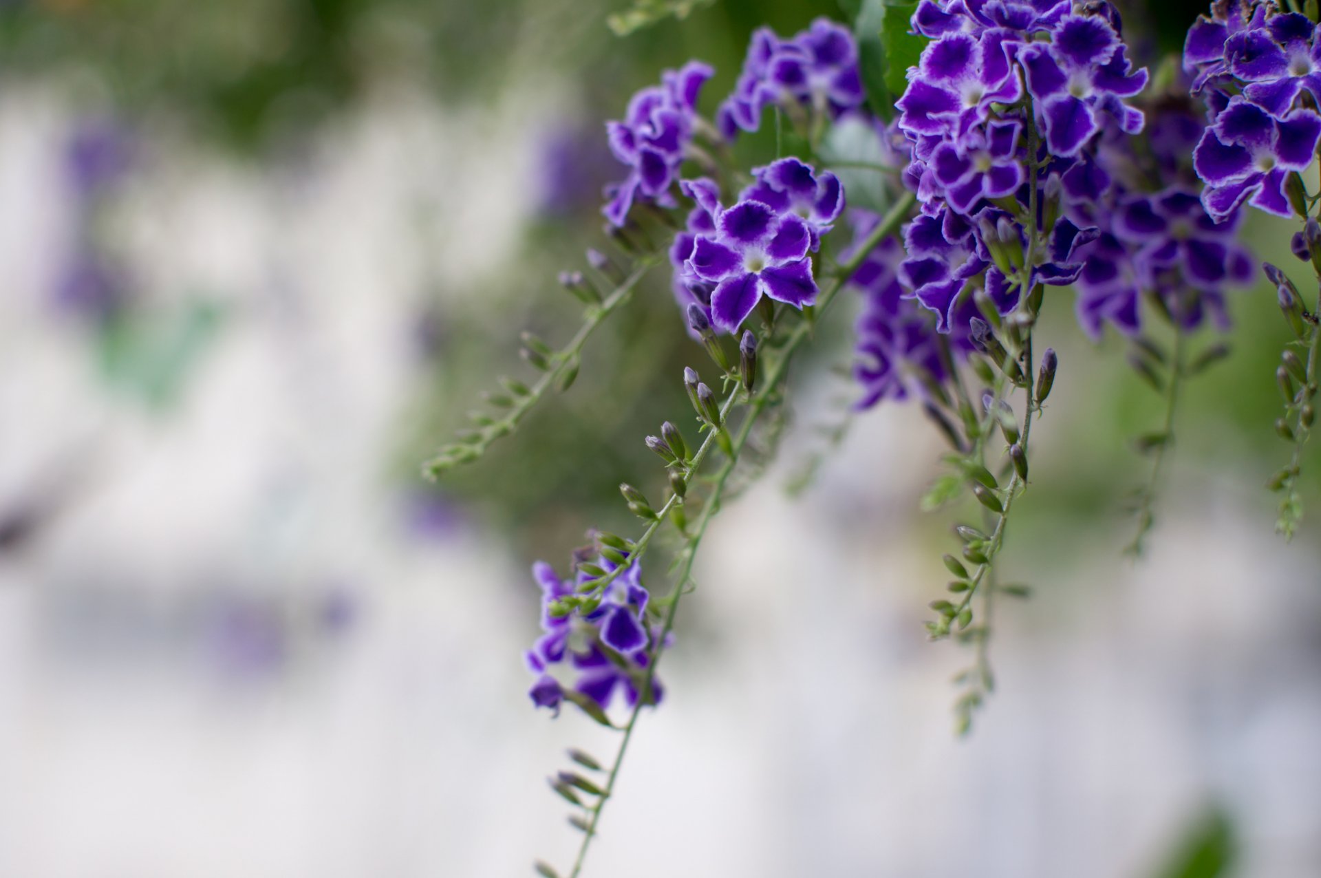 duranta baya de paloma púrpura flores pétalos ramas macro desenfoque