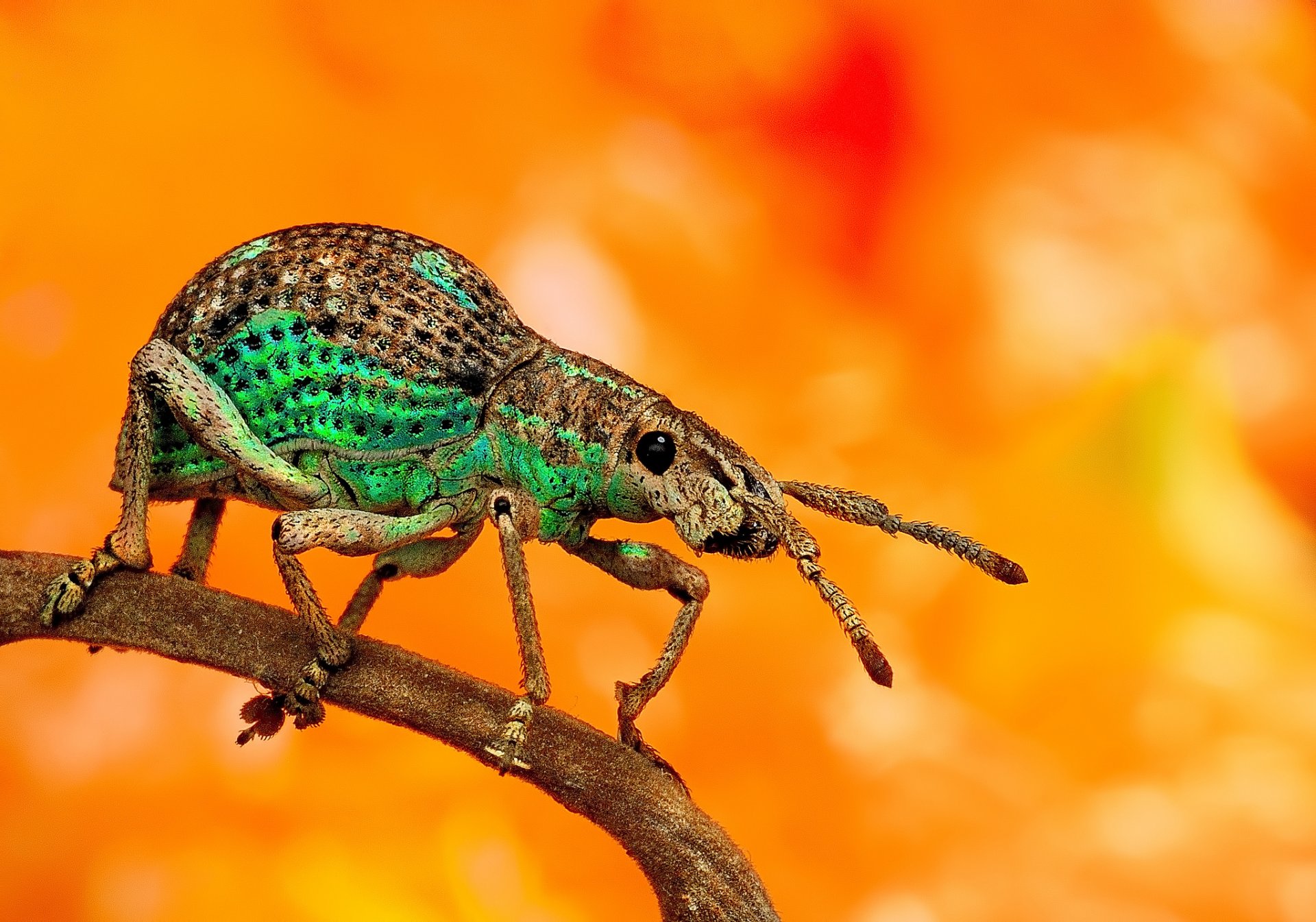 brizna de hierba escarabajo patas zarcillos fondo