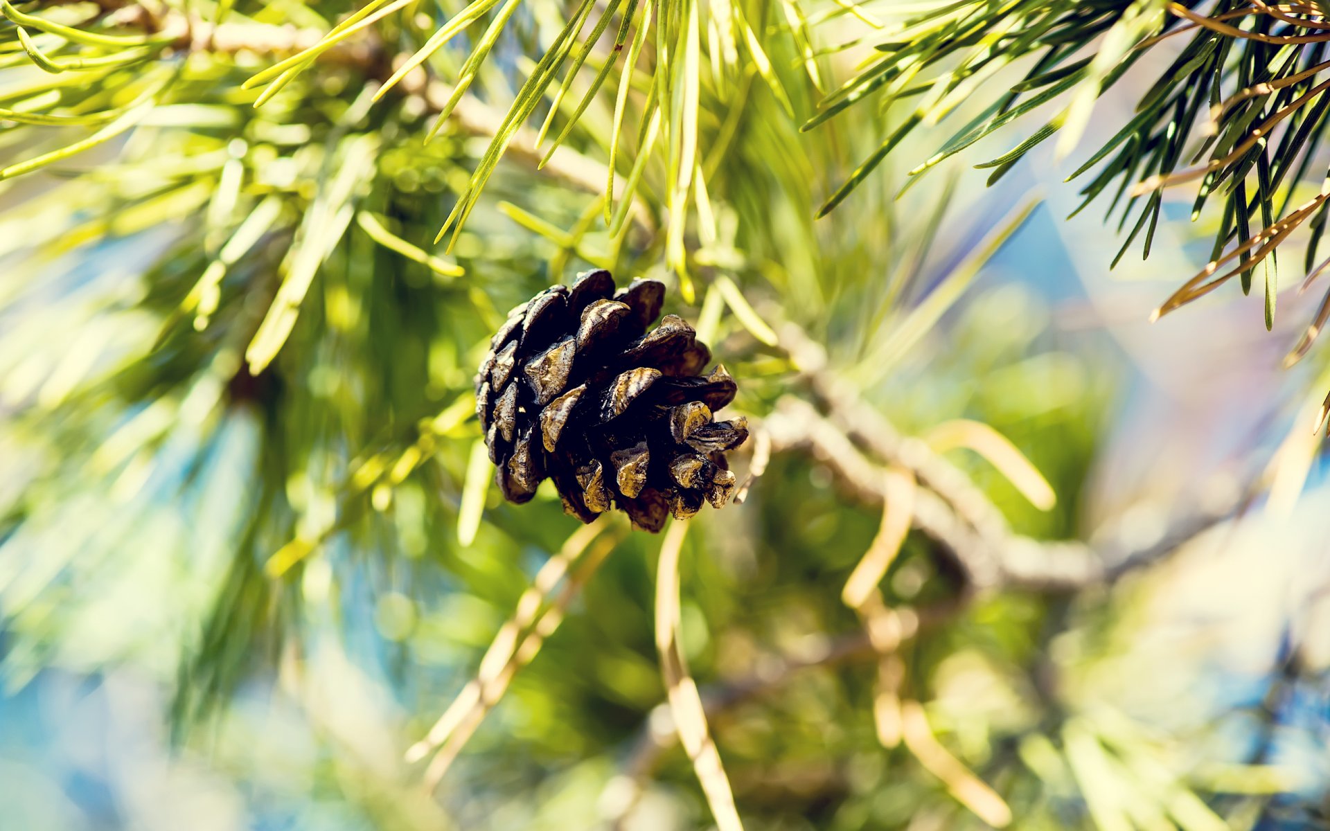 bump close up nature spruce hq wallpaper