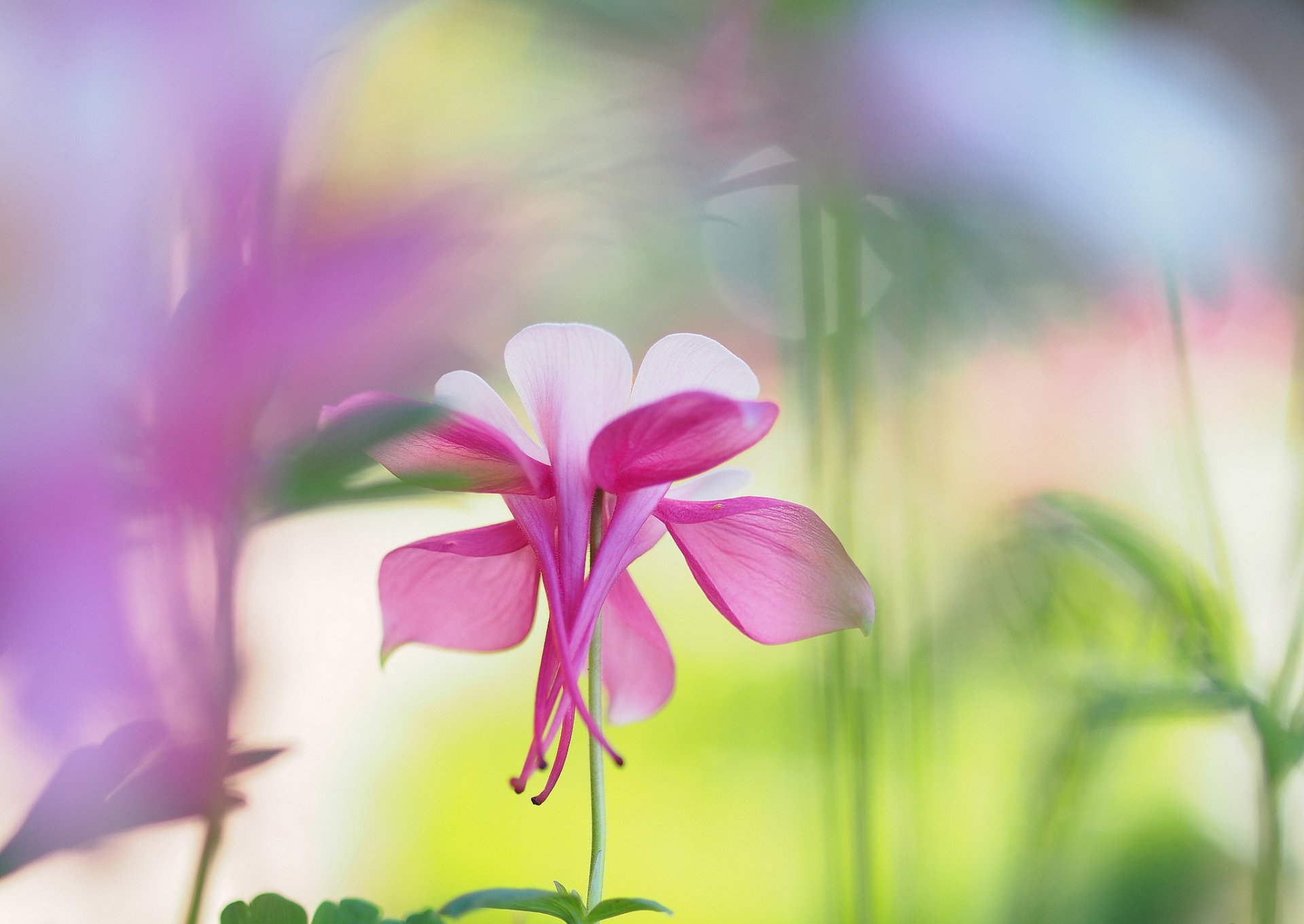 flower white-pink aquilegia reflections blur