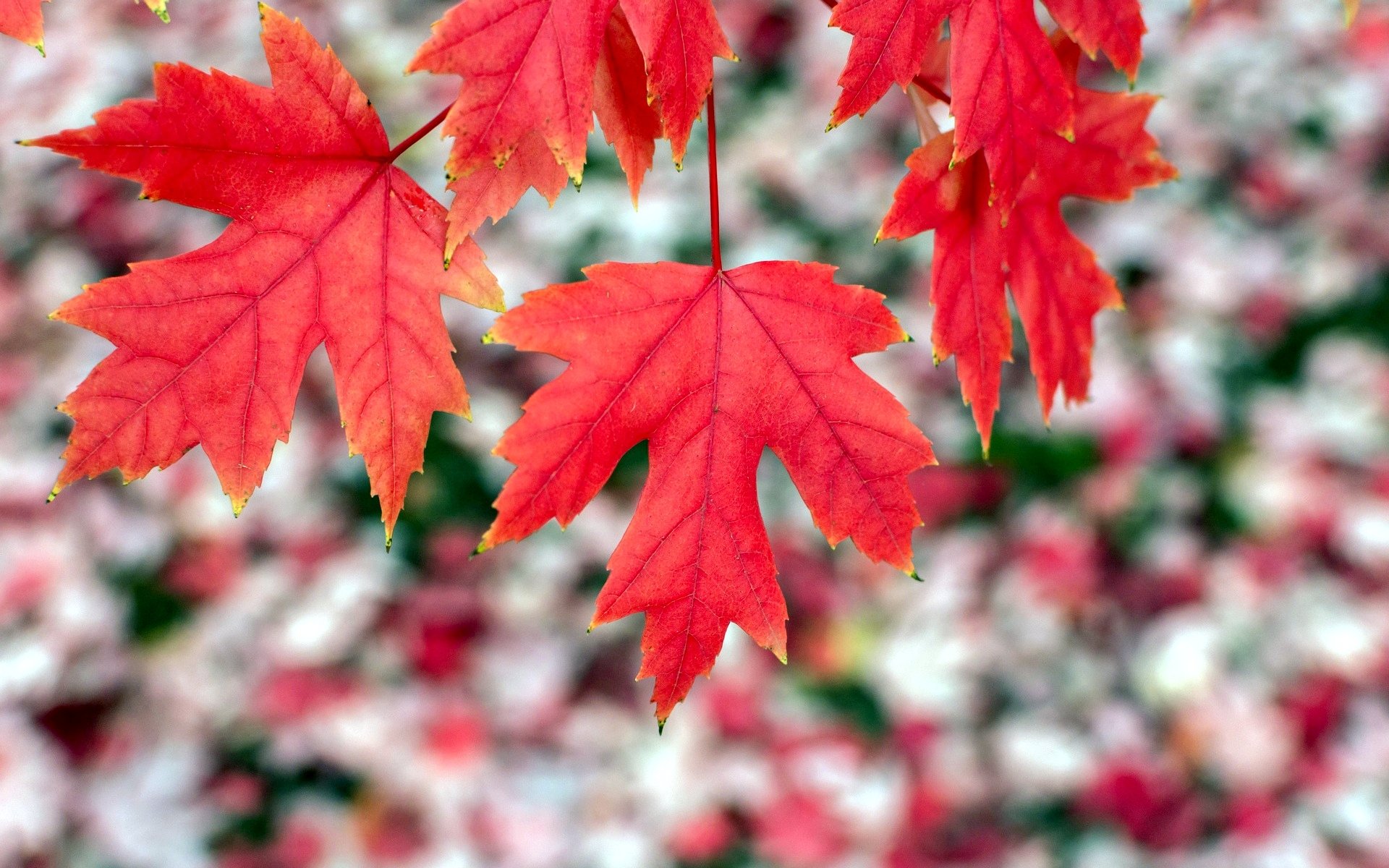 macro feuilles folioles feuille rouge forme flou fond papier peint écran large plein écran écran large écran large