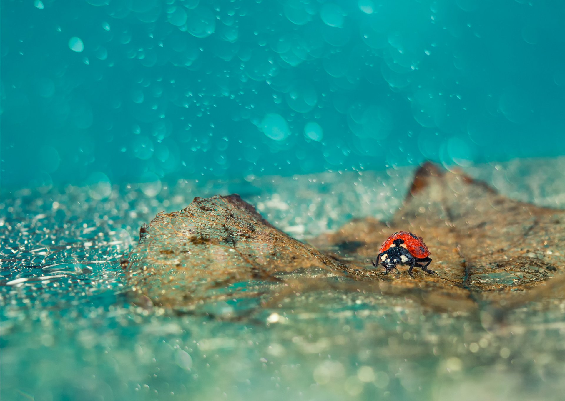 feuilles tombées pluie gouttes coccinelle