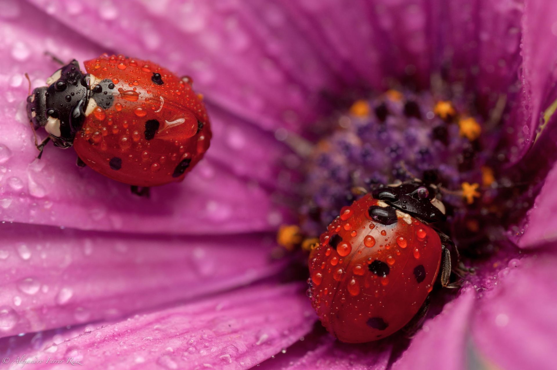 gros plan insecte coccinelle fleur pétales