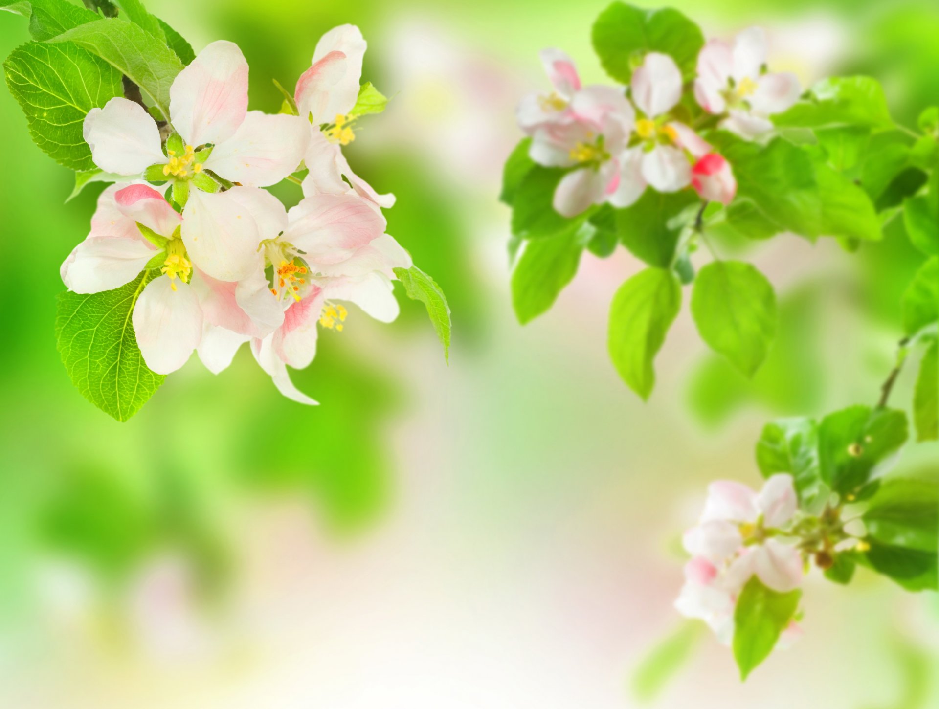 branches fleurs feuilles pommier flou