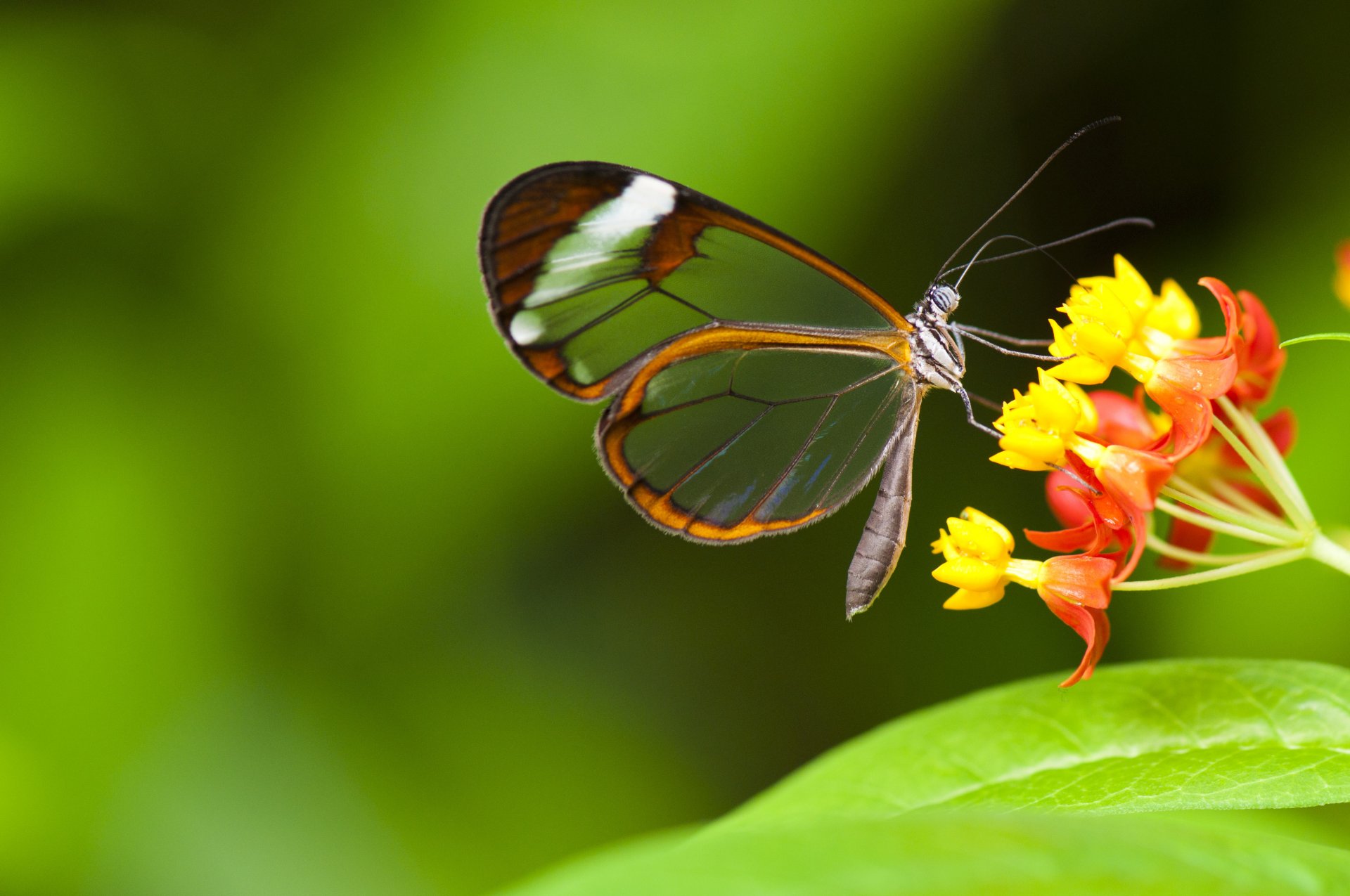 butterfly insect flower