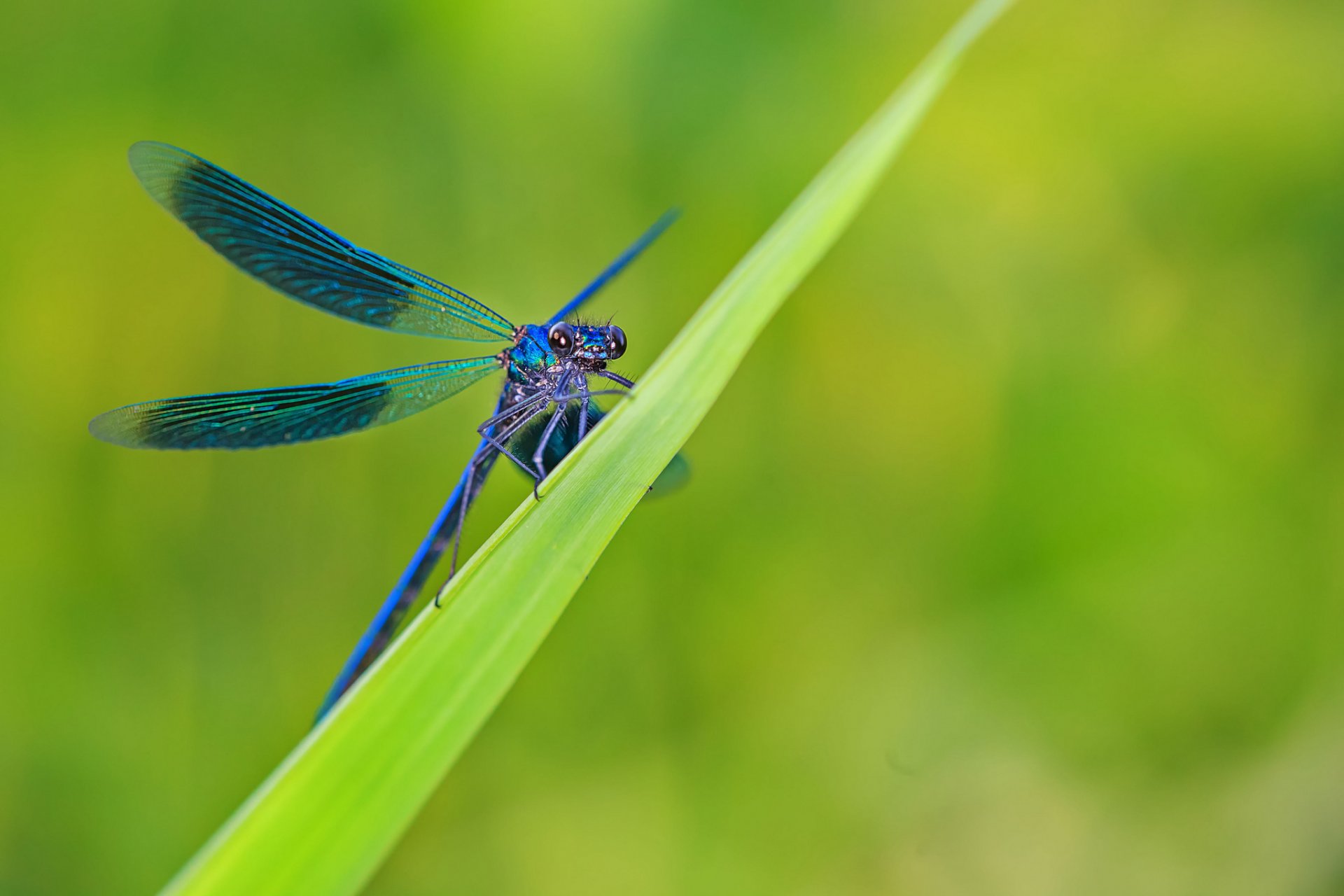 hierba hoja libélula azul