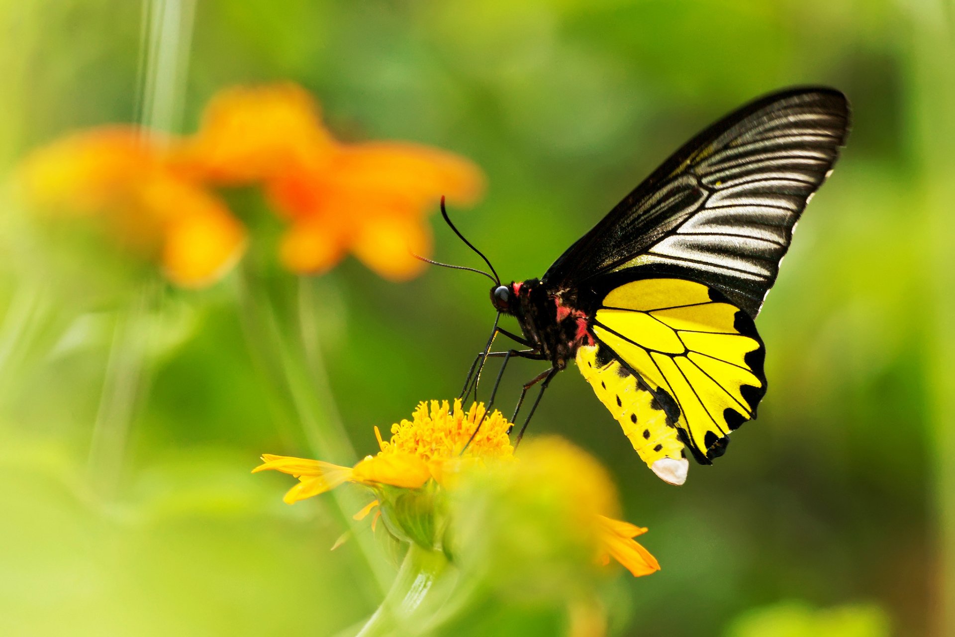 fleur jaune flou papillon