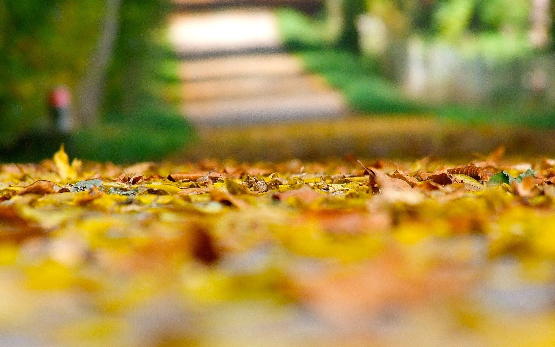 makro herbst gelbe blätter blätter blätter blätter erde unschärfe unschärfe hintergrund makro herbsttapeten schöne desktop-hintergründe tapeten widescreen vollbild widescreen widescreen die meisten