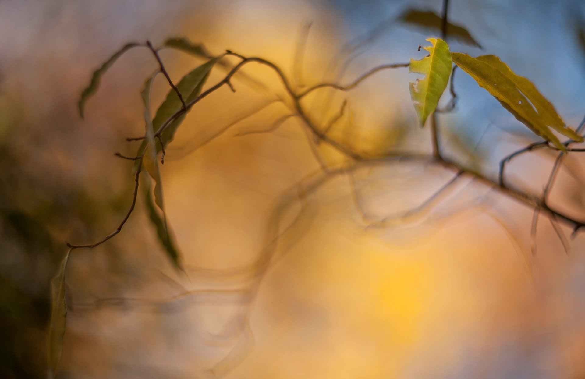 makro blätter blatt blätter gelb zweig baum bäume unschärfe bokeh hintergrund tapete widescreen vollbild widescreen