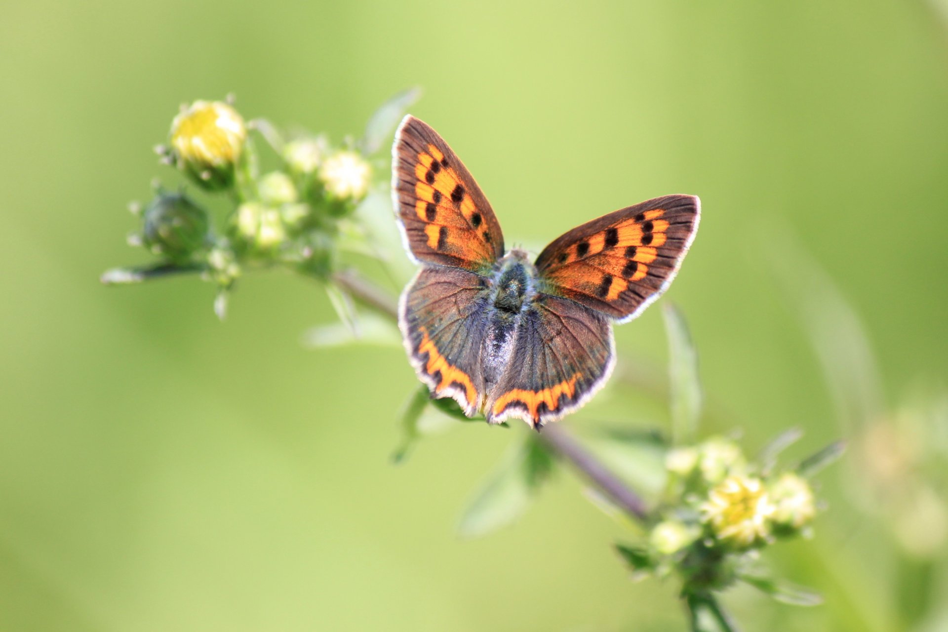 pflanze blumen gelb knospen schmetterling hintergrund grün