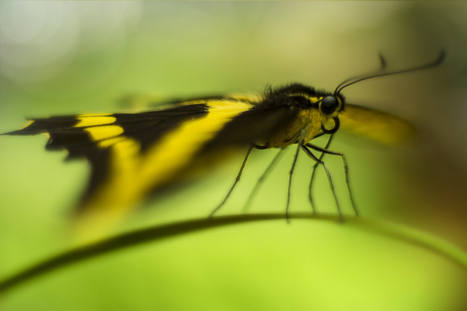 brin d herbe papillon bokeh