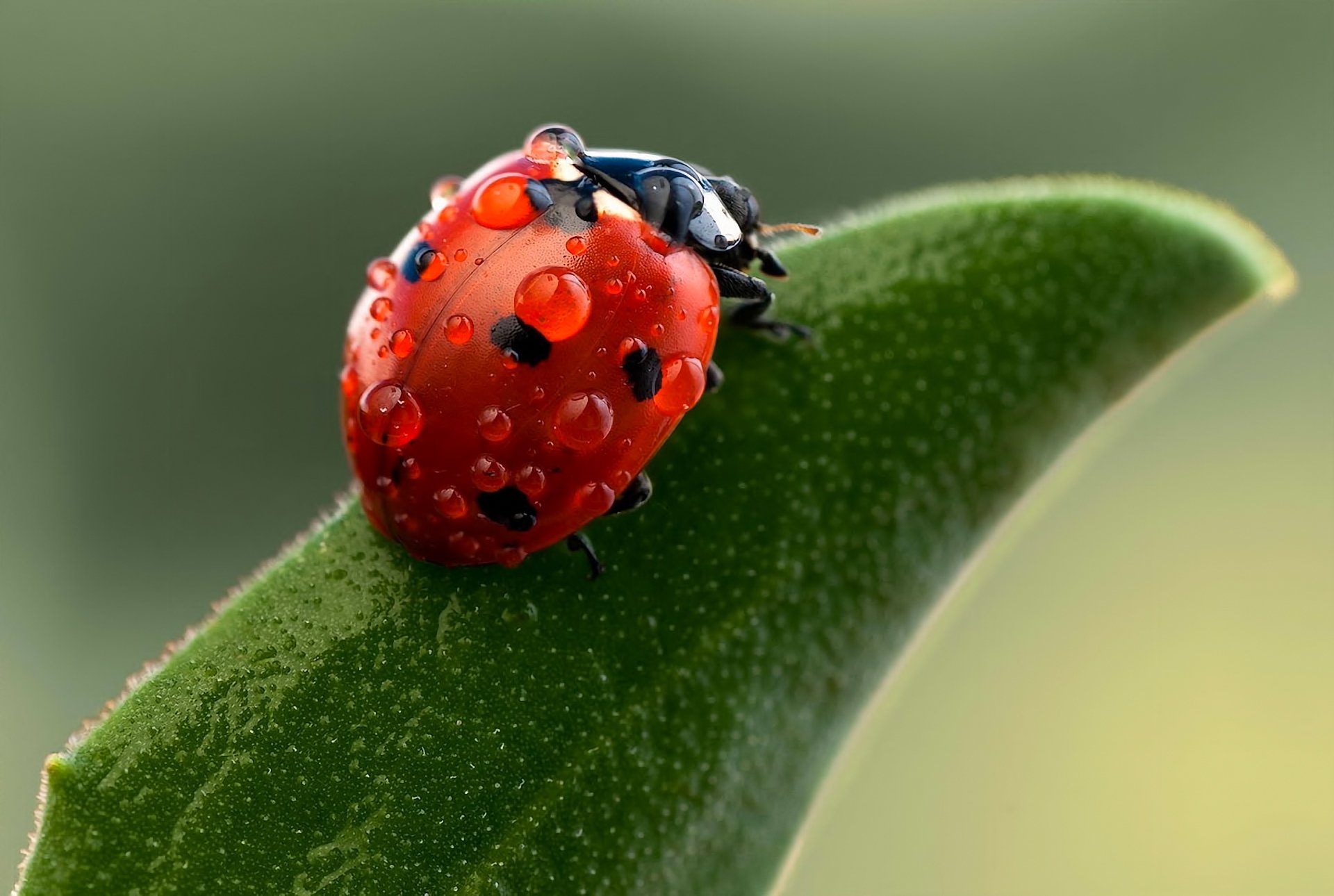 nature coccinelle gros plan gouttes insectes