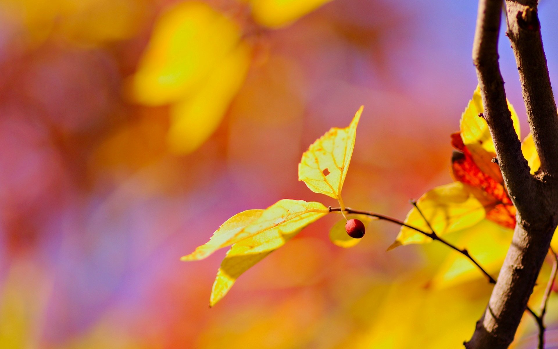 macro tree branch leaf leaves leaves yellow blur background wallpaper widescreen fullscreen widescreen