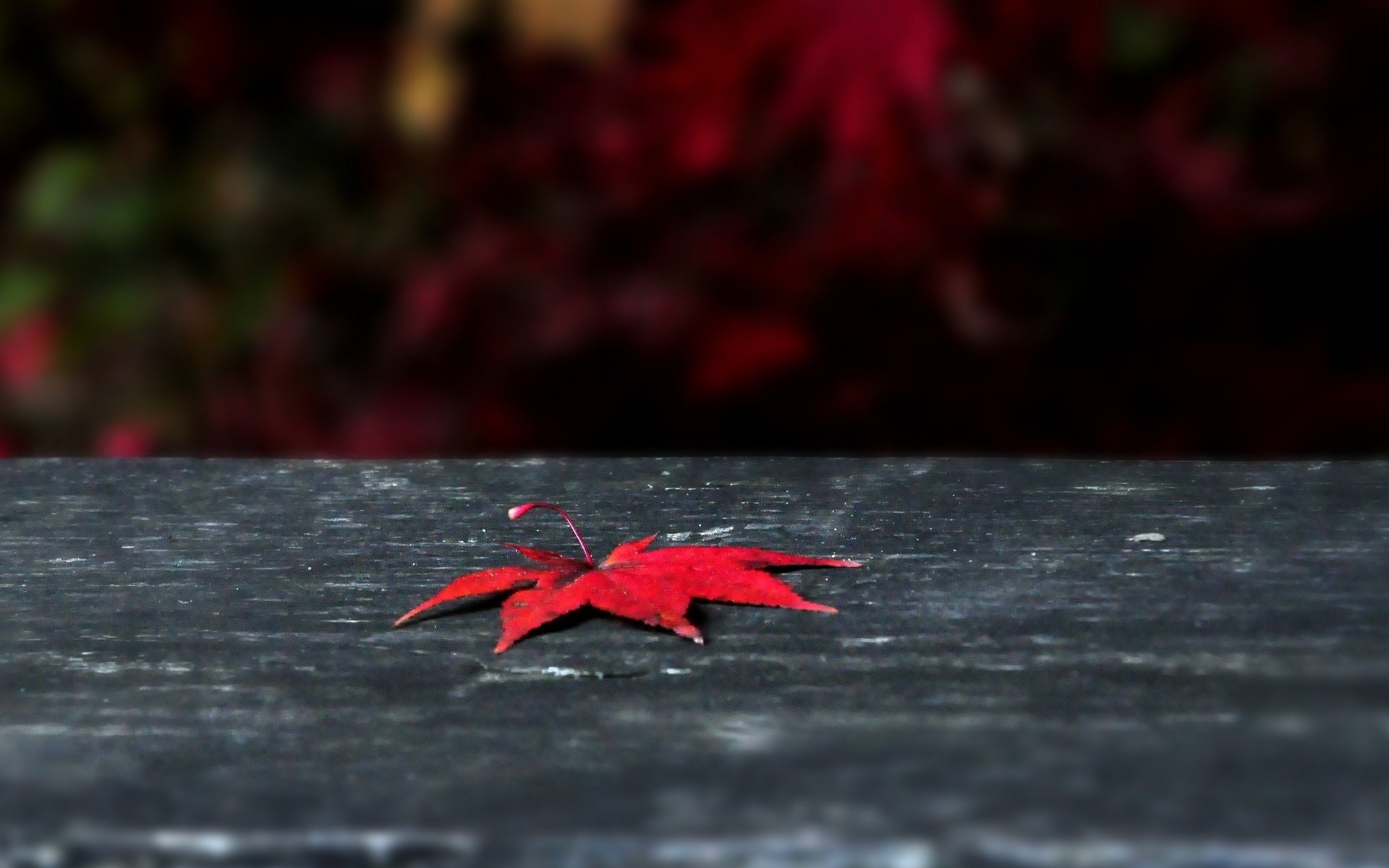 macro leaf leaflet leaves red autumn background macro wallpaper widescreen fullscreen widescreen widescreen