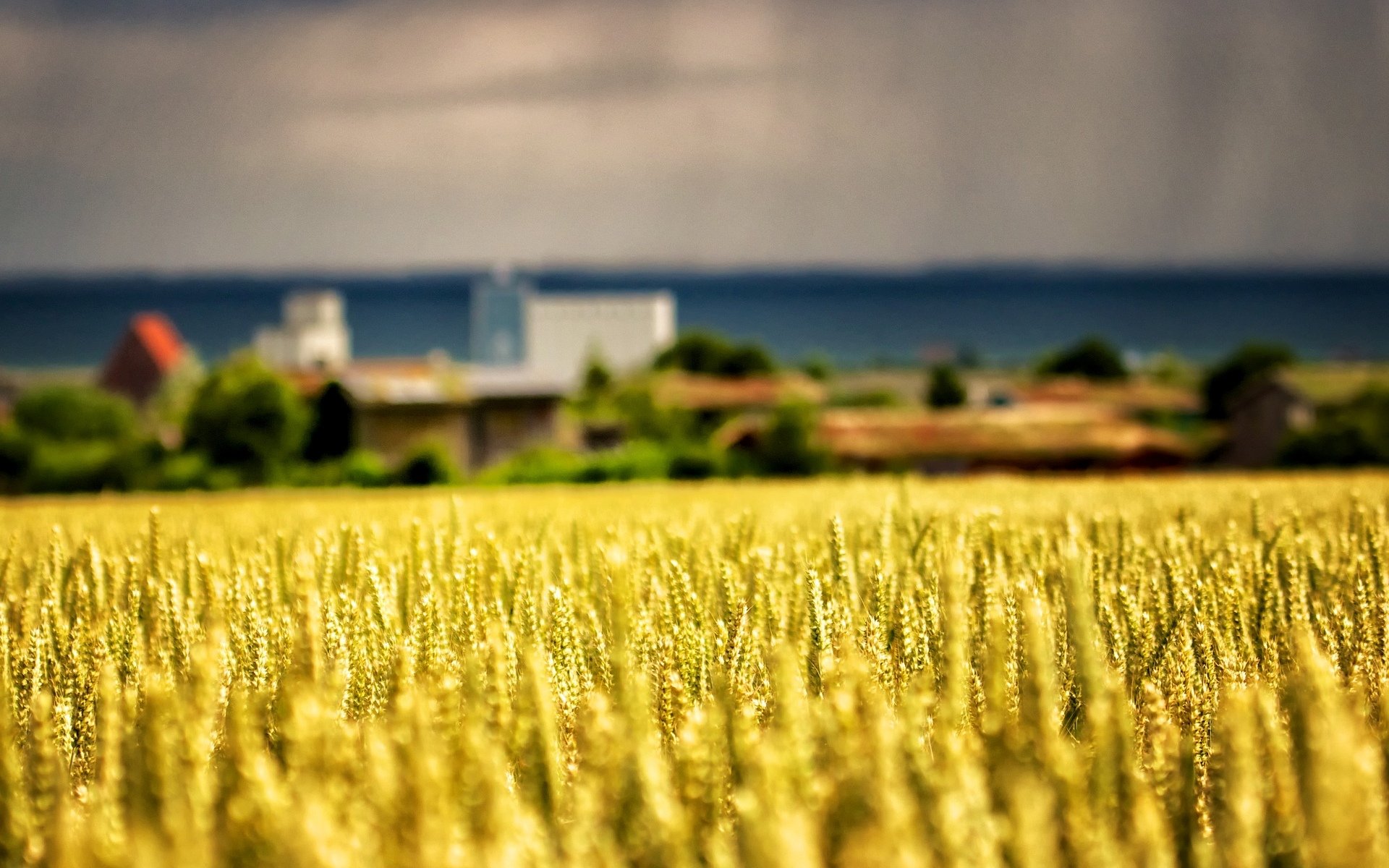 makro natur feld pflanze ohren gelb bäume blätter unschärfe makro hintergrund tapete widescreen vollbild widescreen