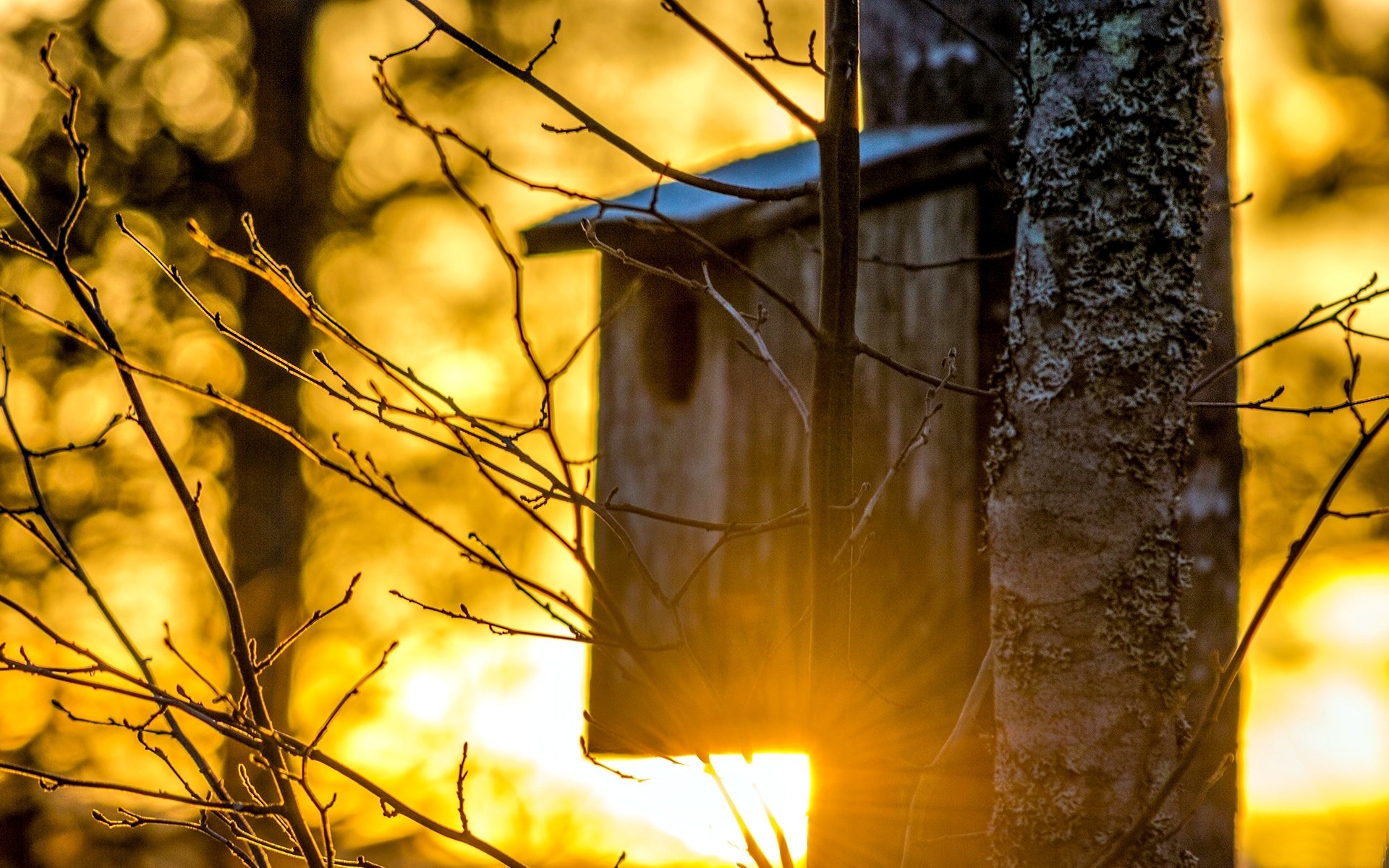 macro albero birdhouse rami sfondo sole carta da parati widescreen schermo intero widescreen