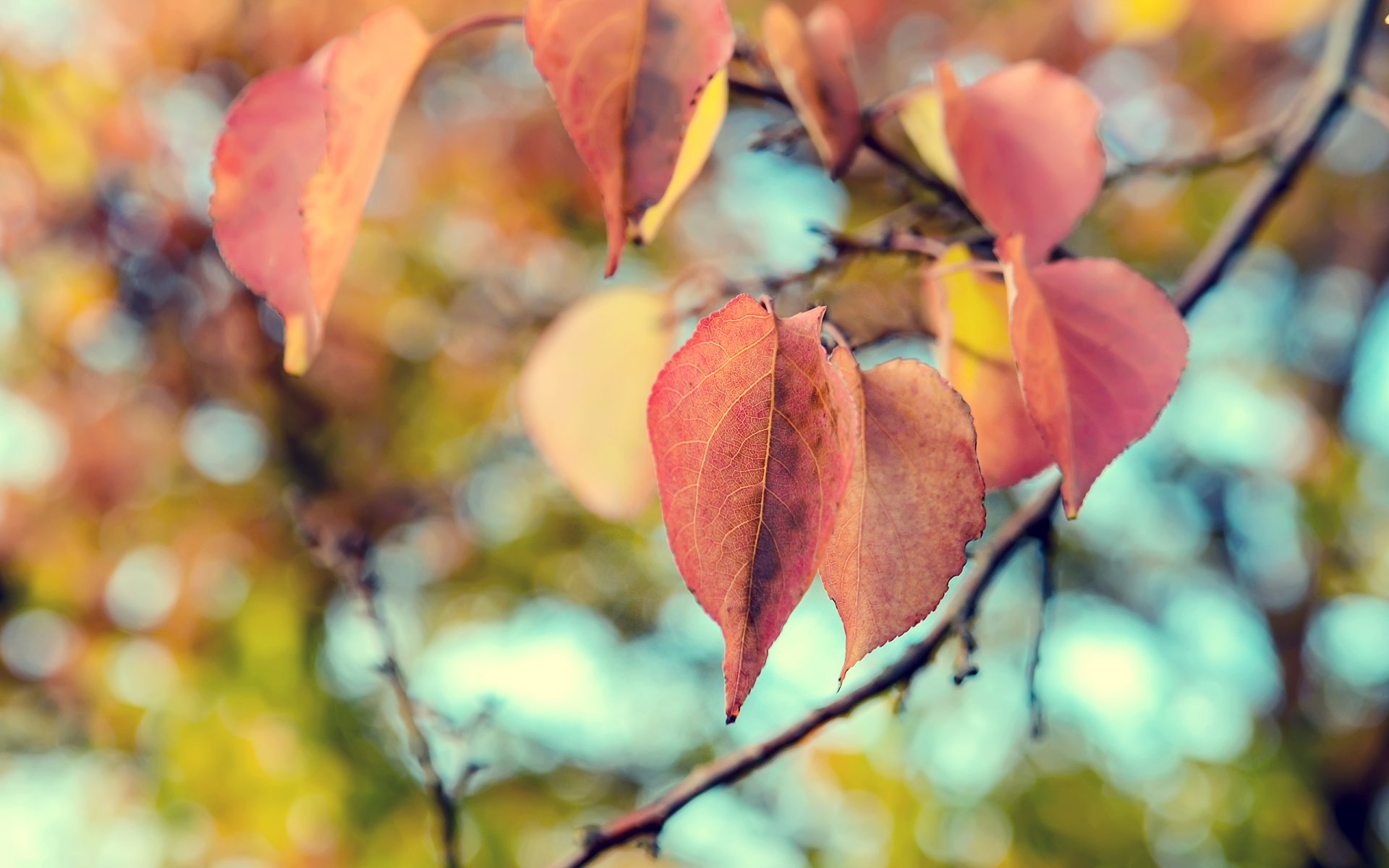 feuilles nature gros plan automne