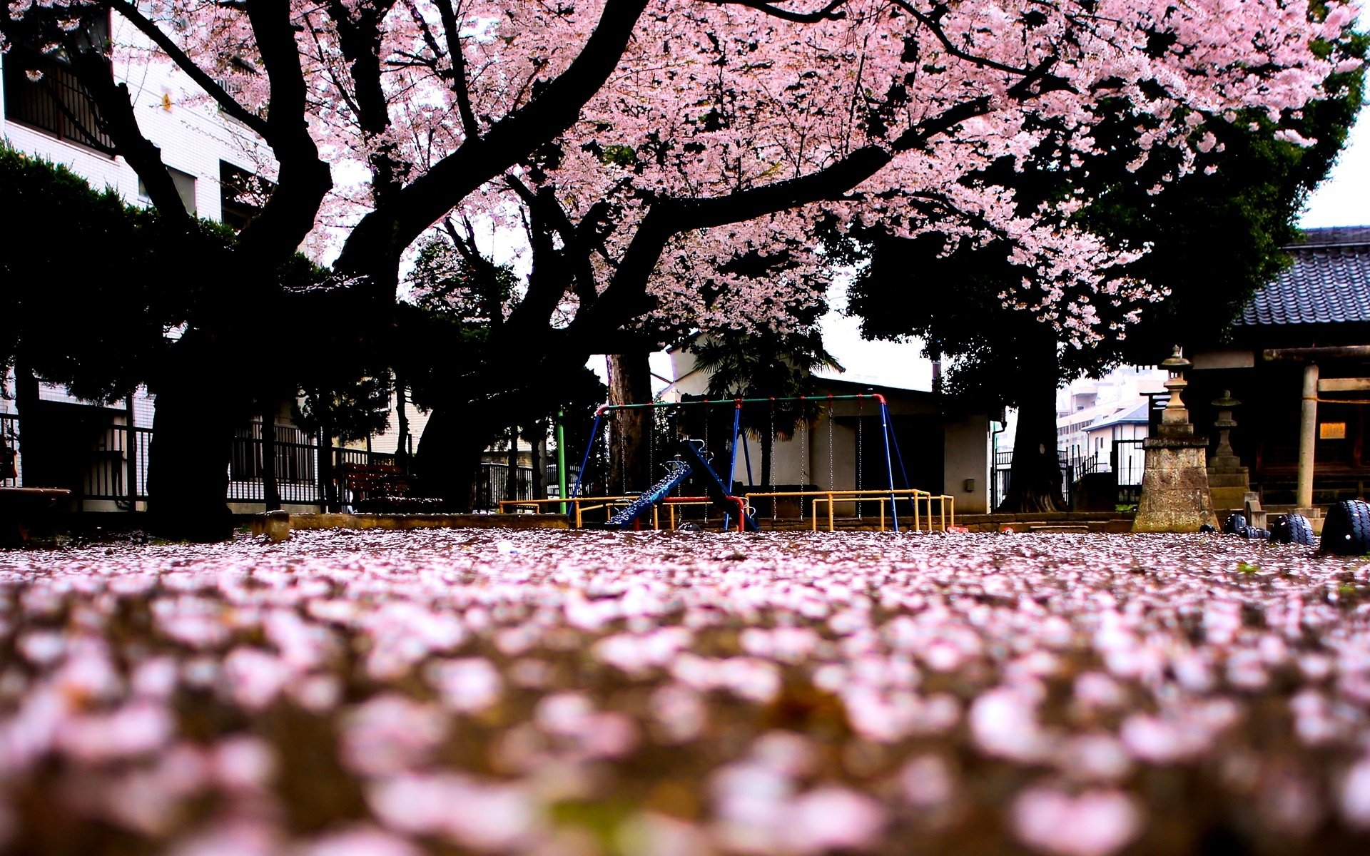 macro albero alberi fiori sakura rosa sfondo carta da parati widescreen schermo intero widescreen widescreen