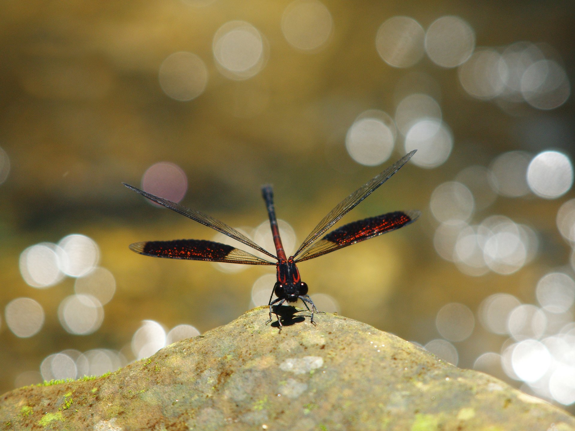 stein libelle rot blendung hintergrund