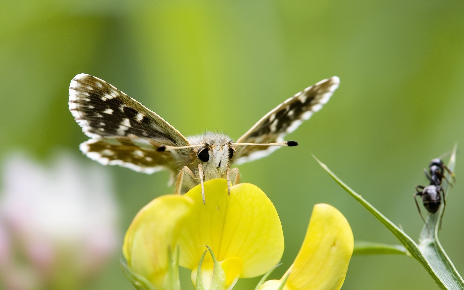 kwiat żółty motyl wąsy oczy