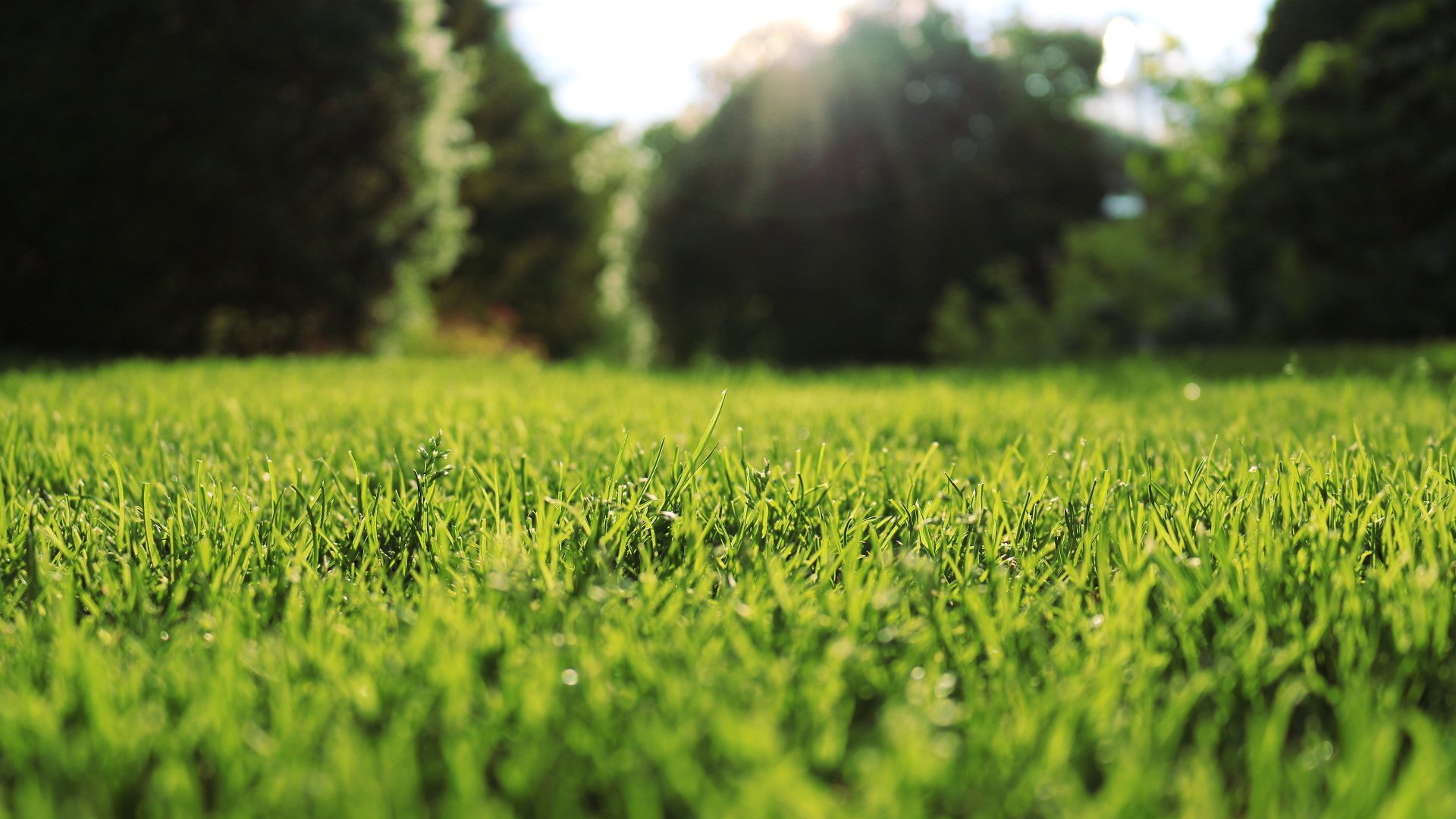 grass close up lawn nature