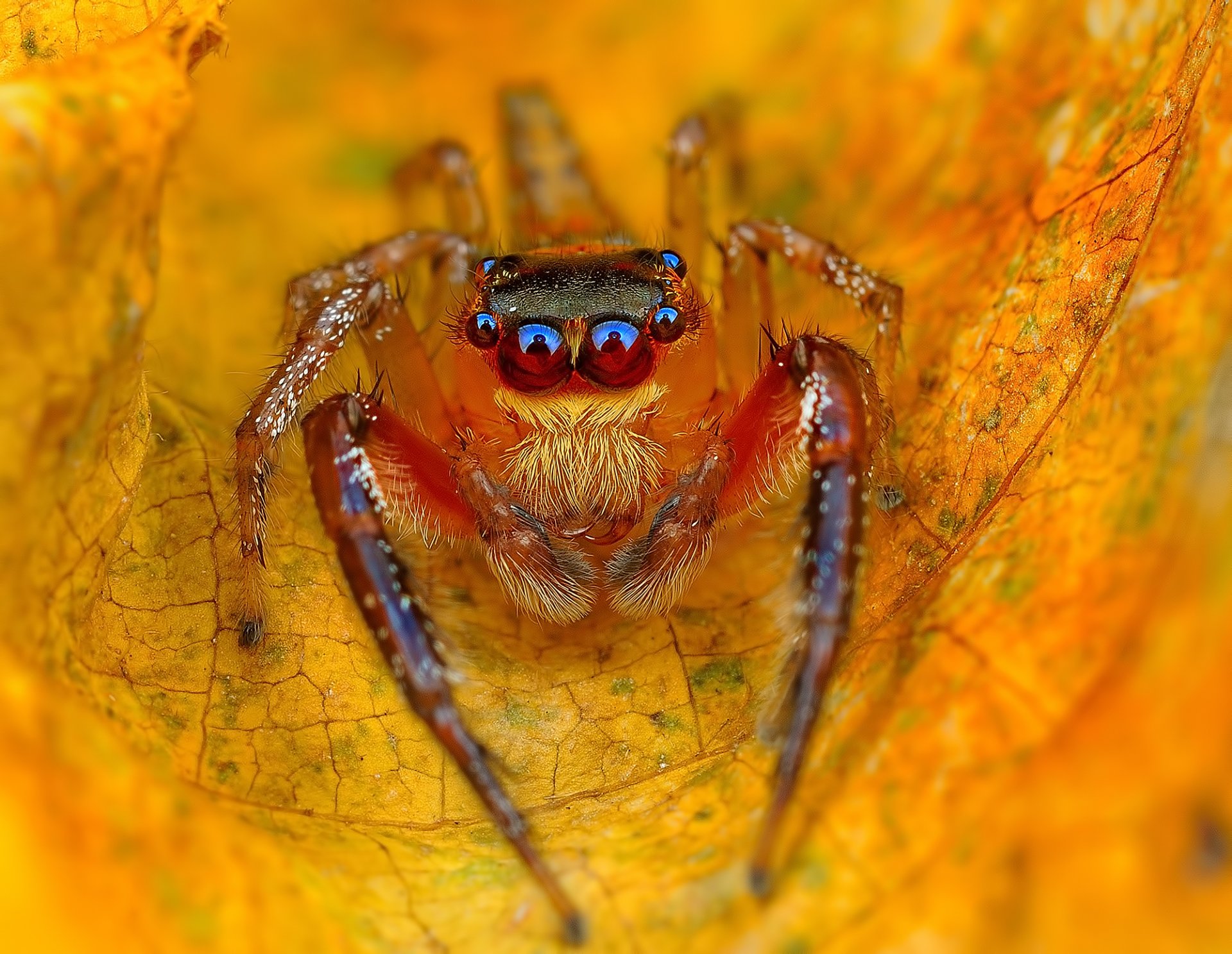 leaf yellow autumn spider jumper jumper