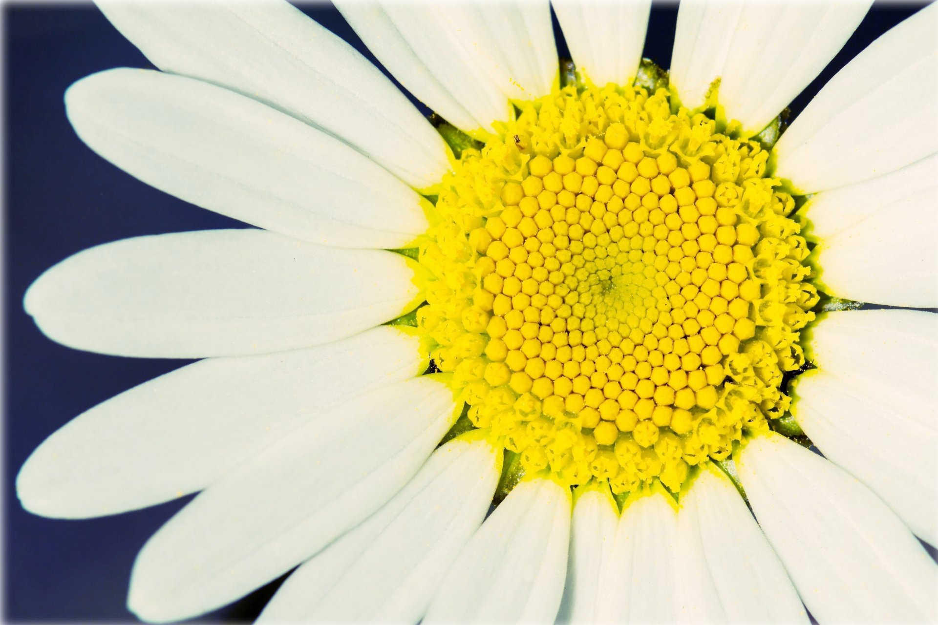 macro marguerite fleur fleur pétales blanc jaune macro fleurs fond papier peint écran large plein écran écran large