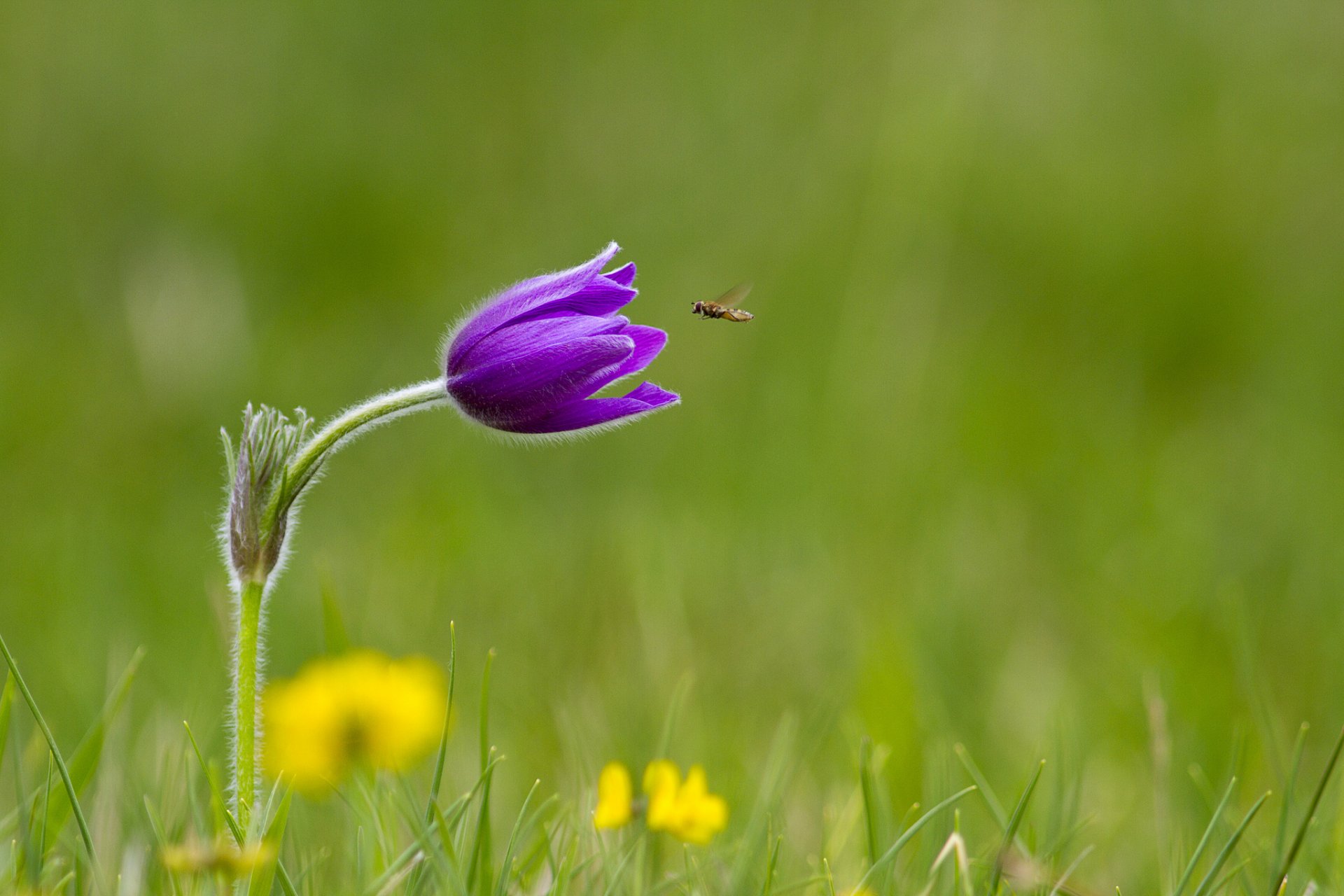 grass flower purple insect