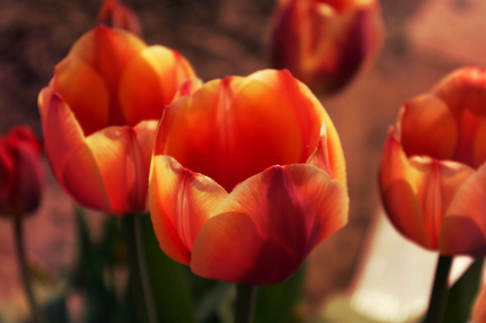 buds flower tulips plants close up spring petals leaves nature