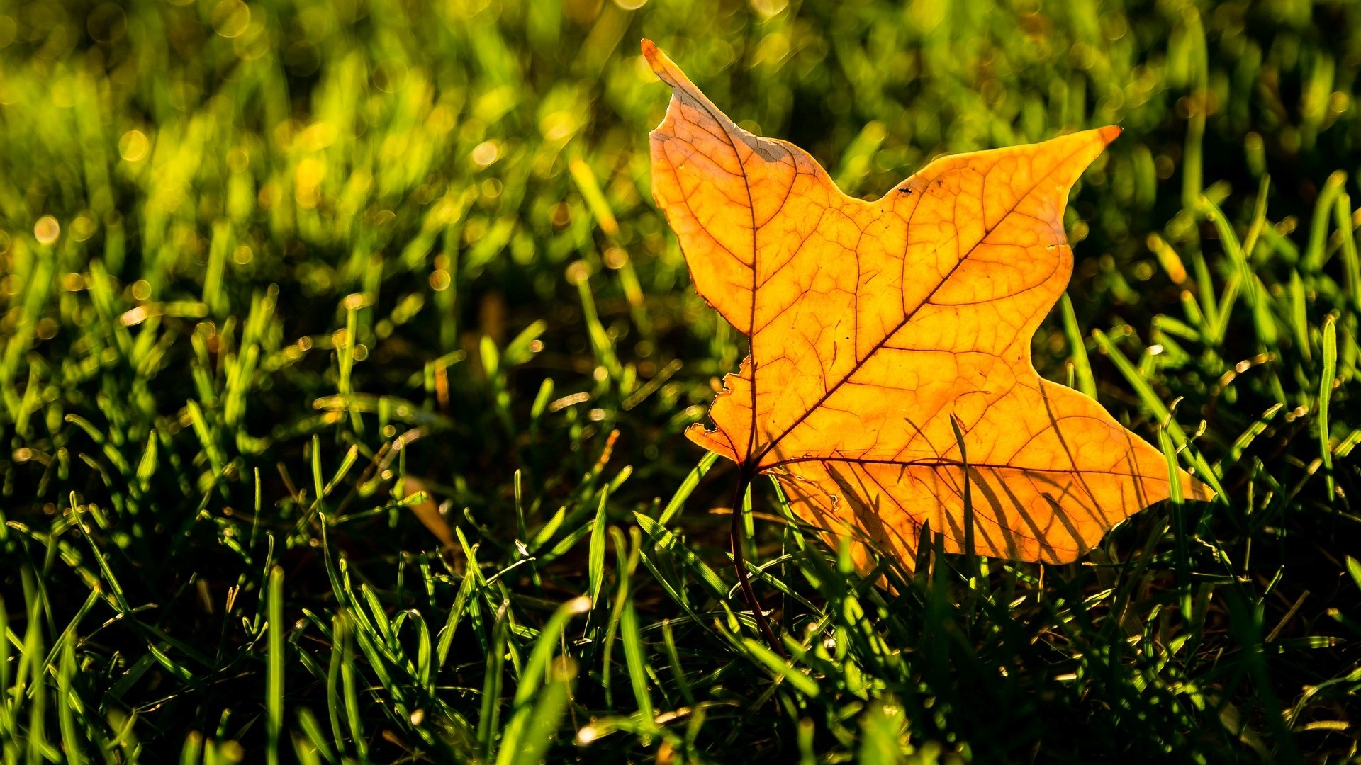 macro foglia foglia foglie giallo verde erba macro sfondo carta da parati widescreen schermo intero widescreen widescreen